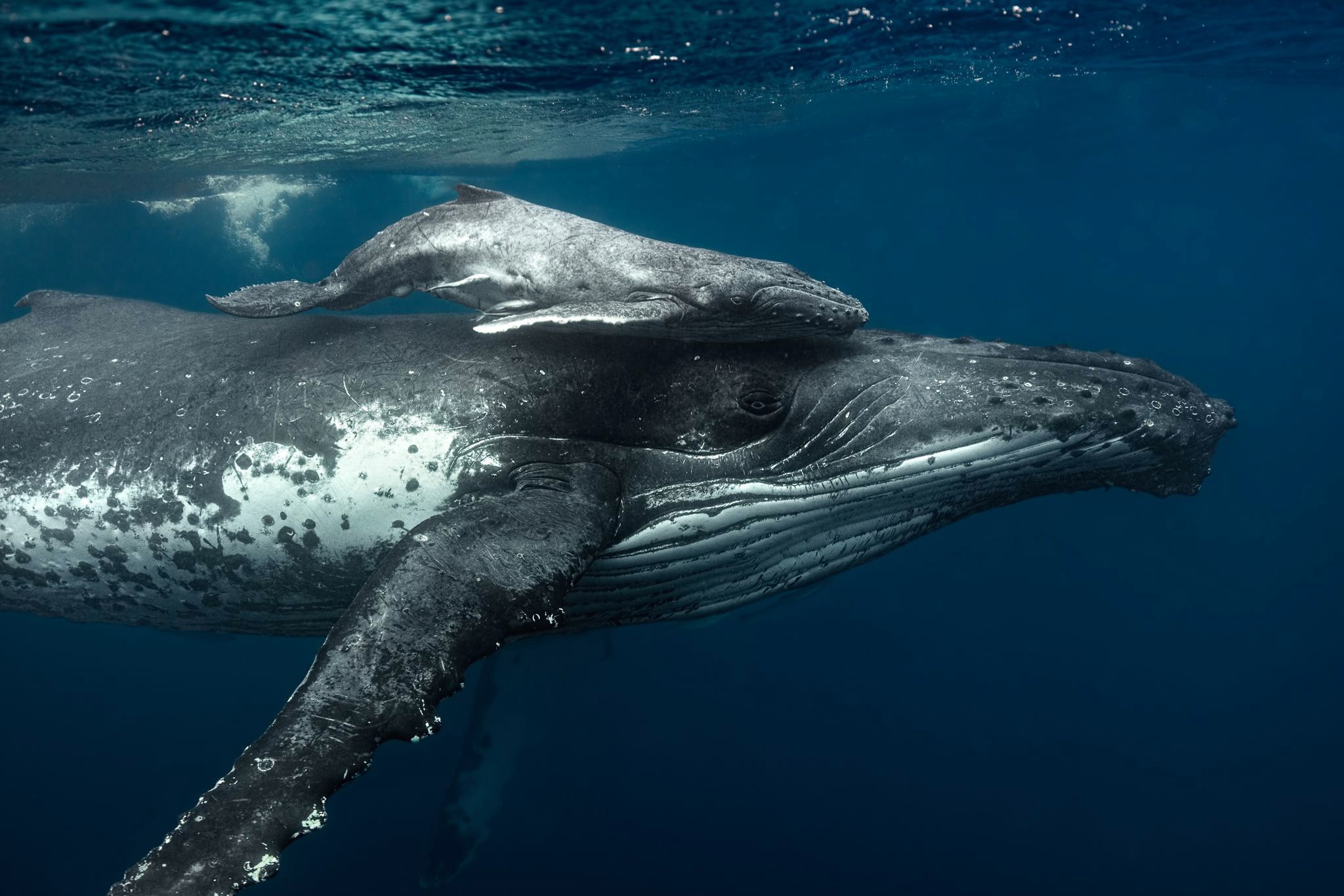 Animal Whale HD Wallpaper