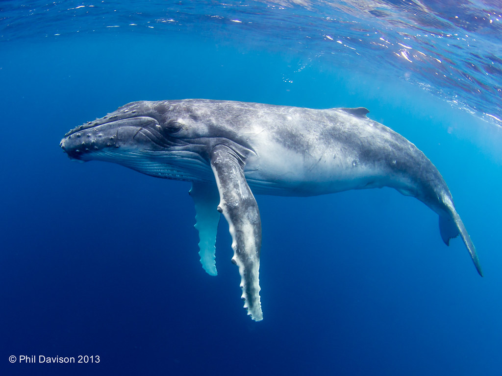 Baby Whale. A baby humpback