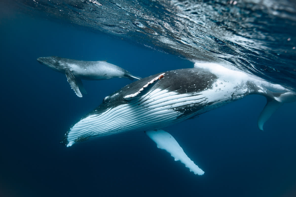 Baby Whale Trapped in Fishing Nets