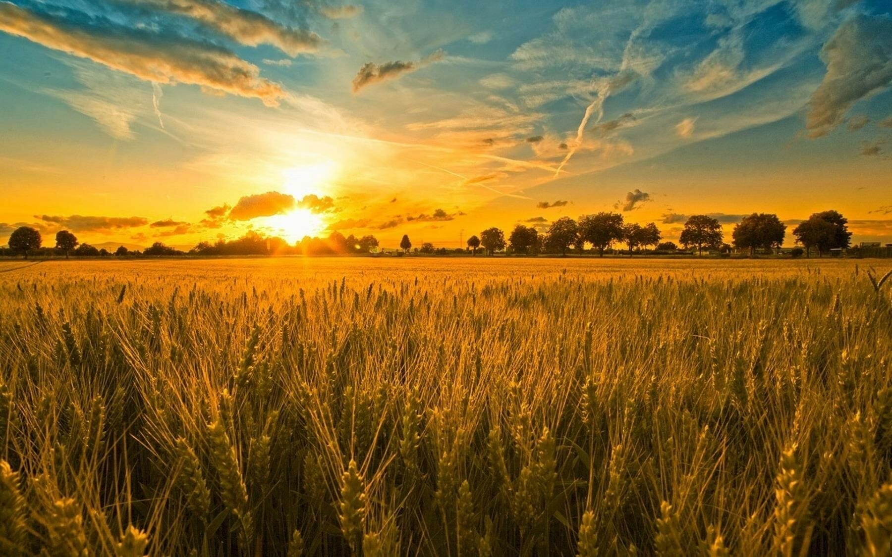 Sunset And Wheat Field Wallpaper Hd