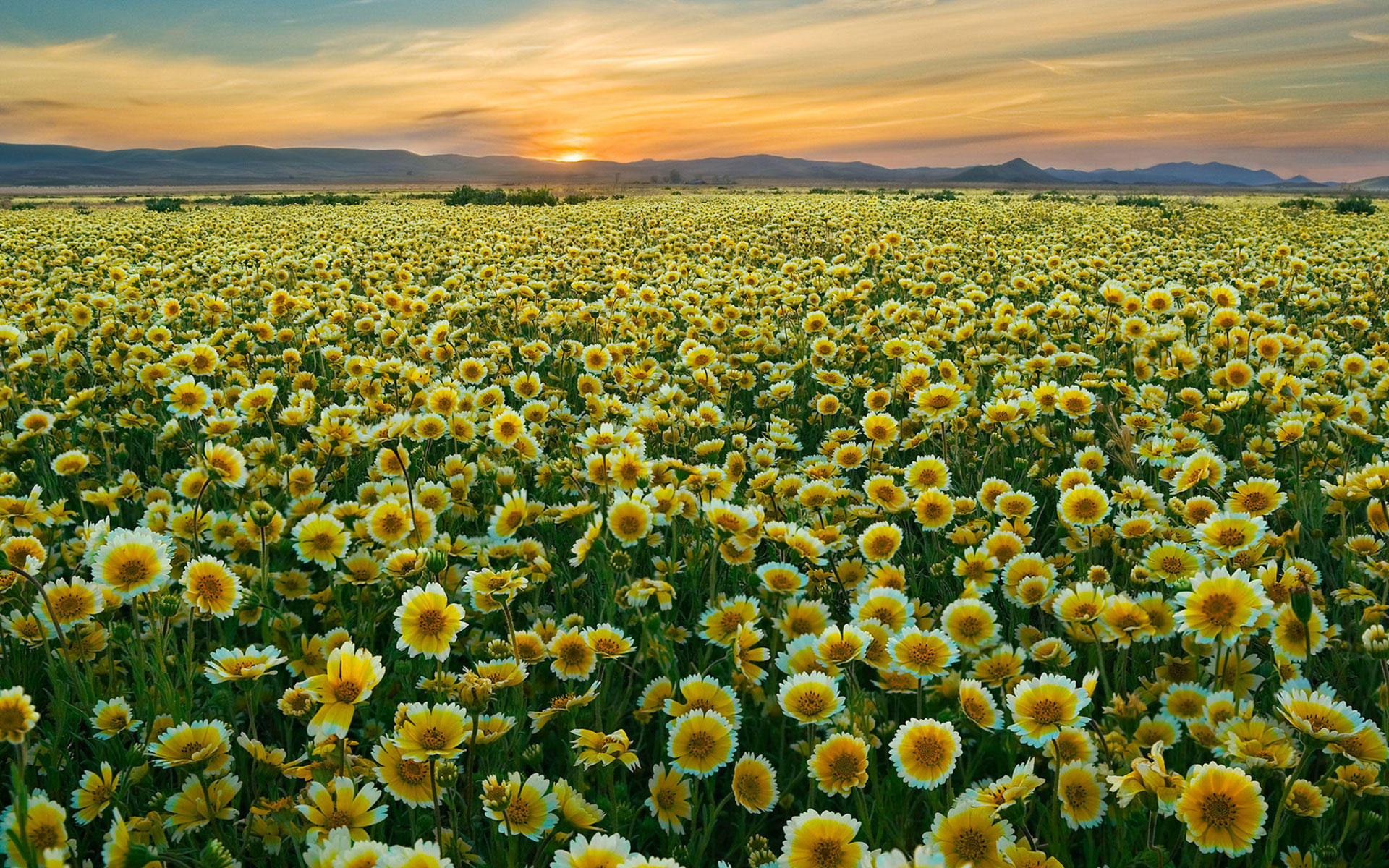 Flower Field Wallpaper