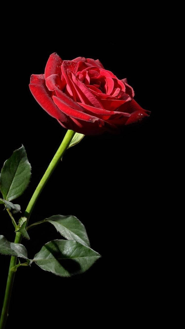 One Red Rose iPhone Wallpaper