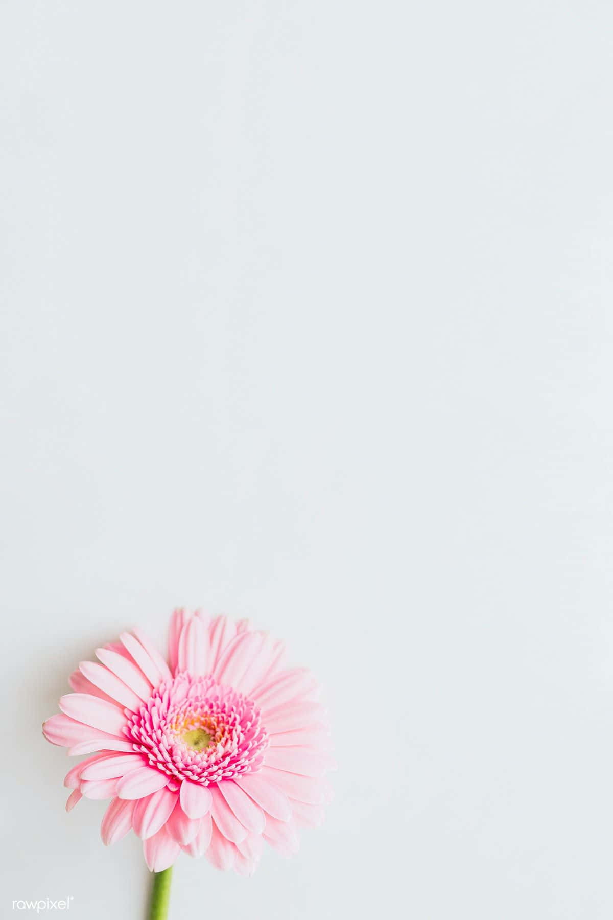 Pink Spring Daisy iPhone Wallpaper