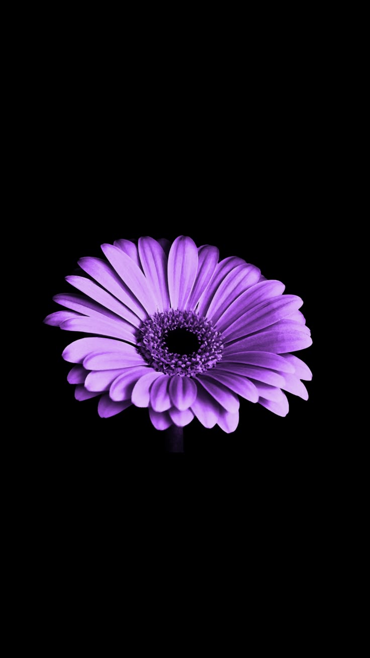 iPhone wallpaper purple flower