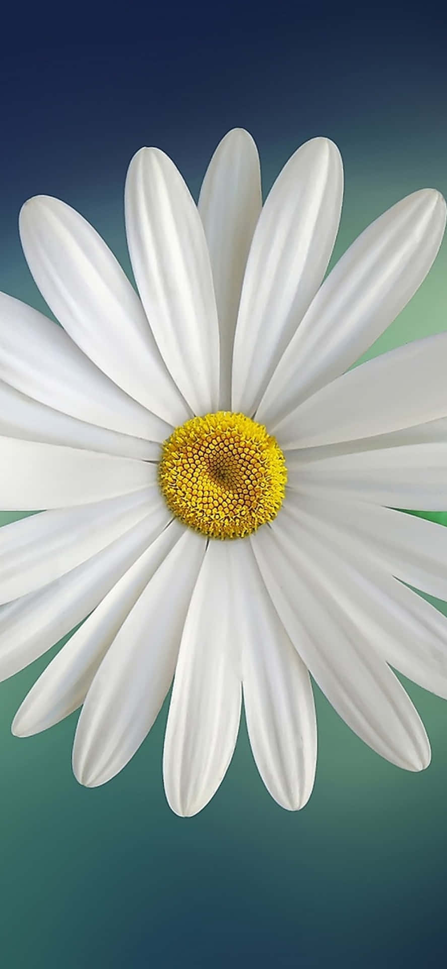 White Spring Daisy iPhone Wallpaper