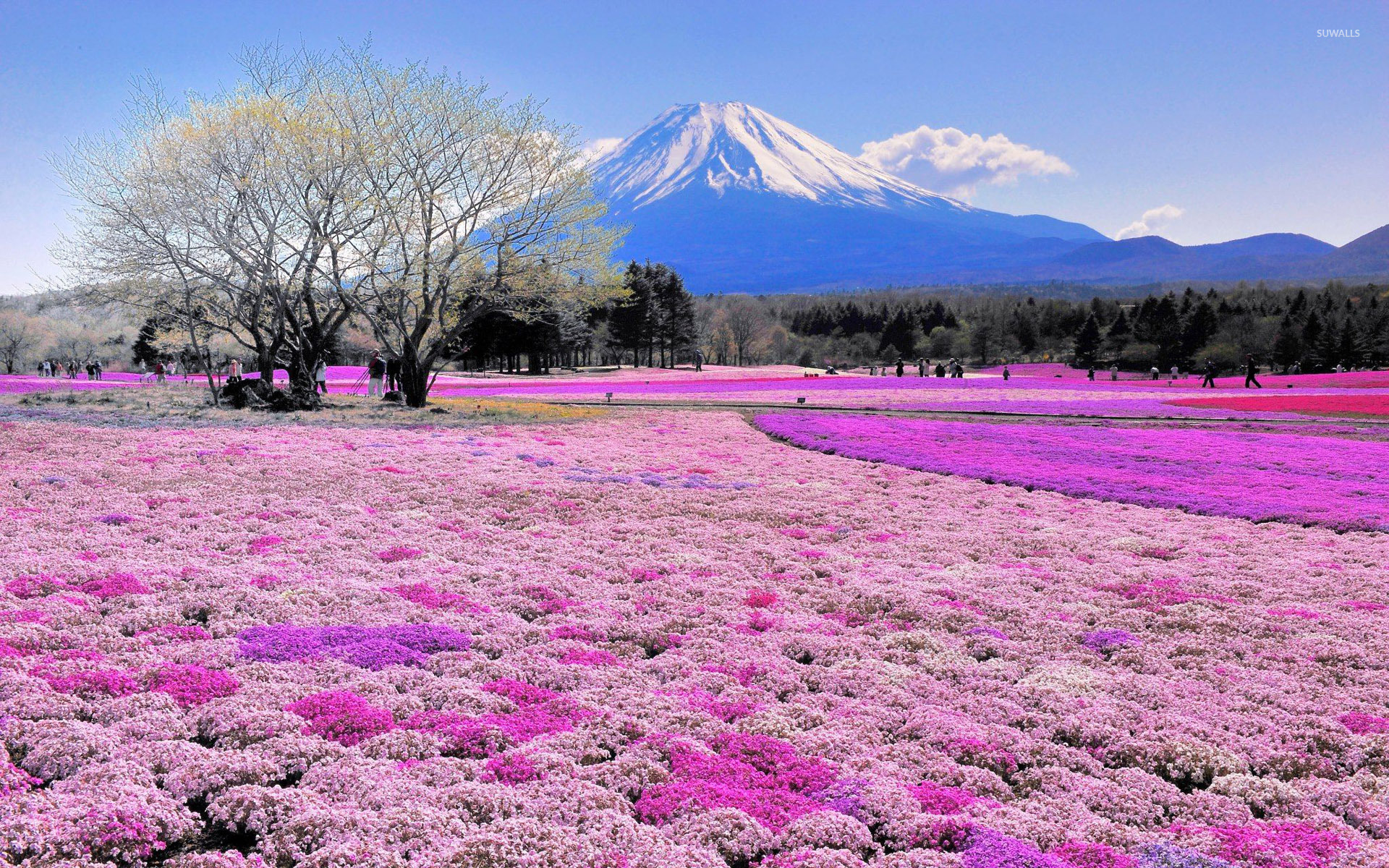 Pink flower field and Mount Fuji