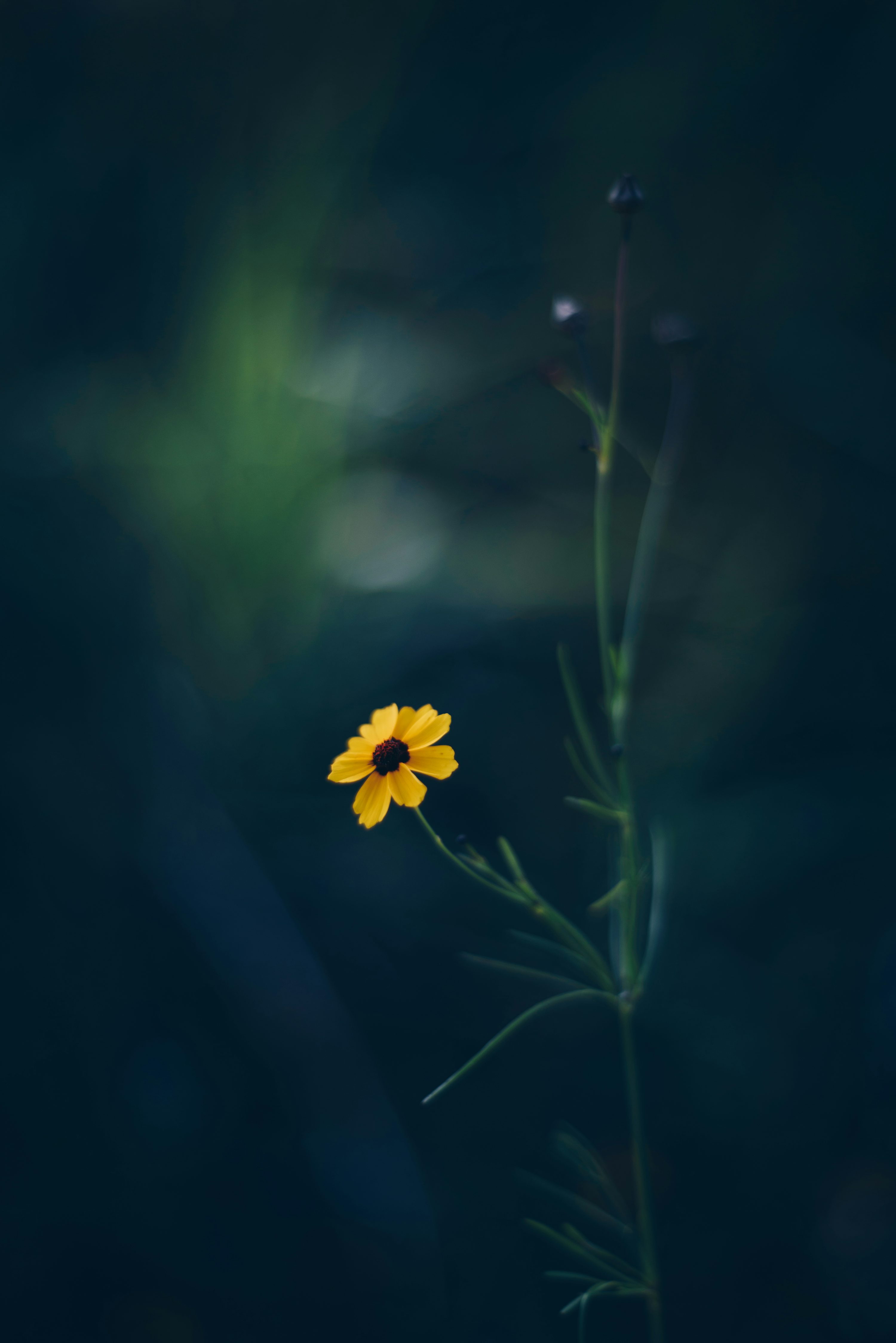 Yellow petaled flower closeup
