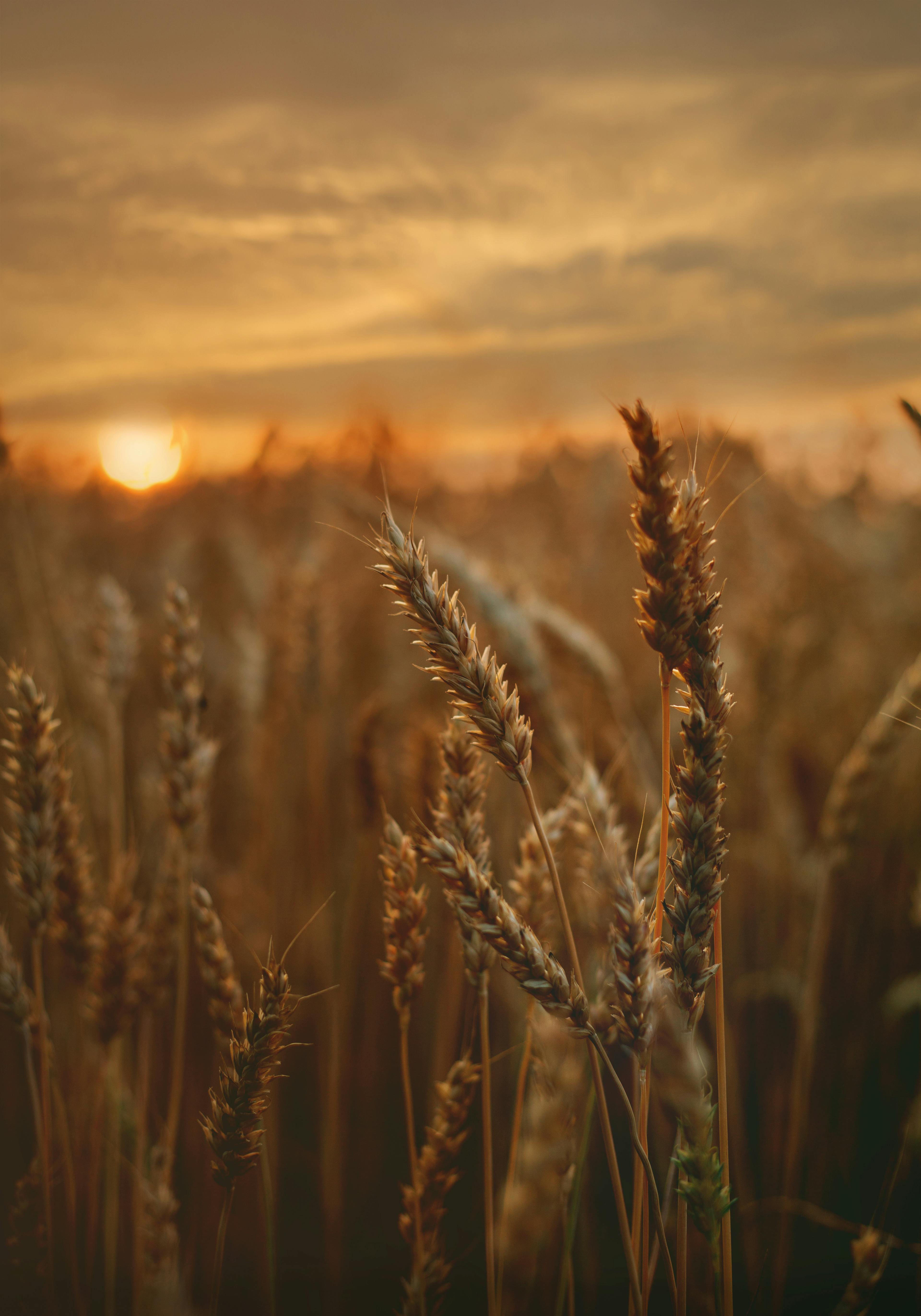 Wheat Field Photo, Download The BEST Free Wheat Field & HD Image