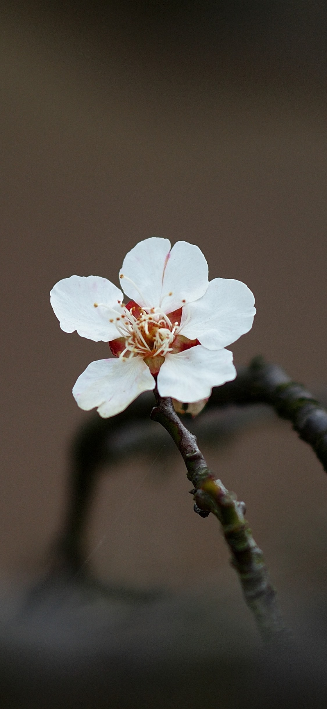 One flower, white petals, branch, hazy