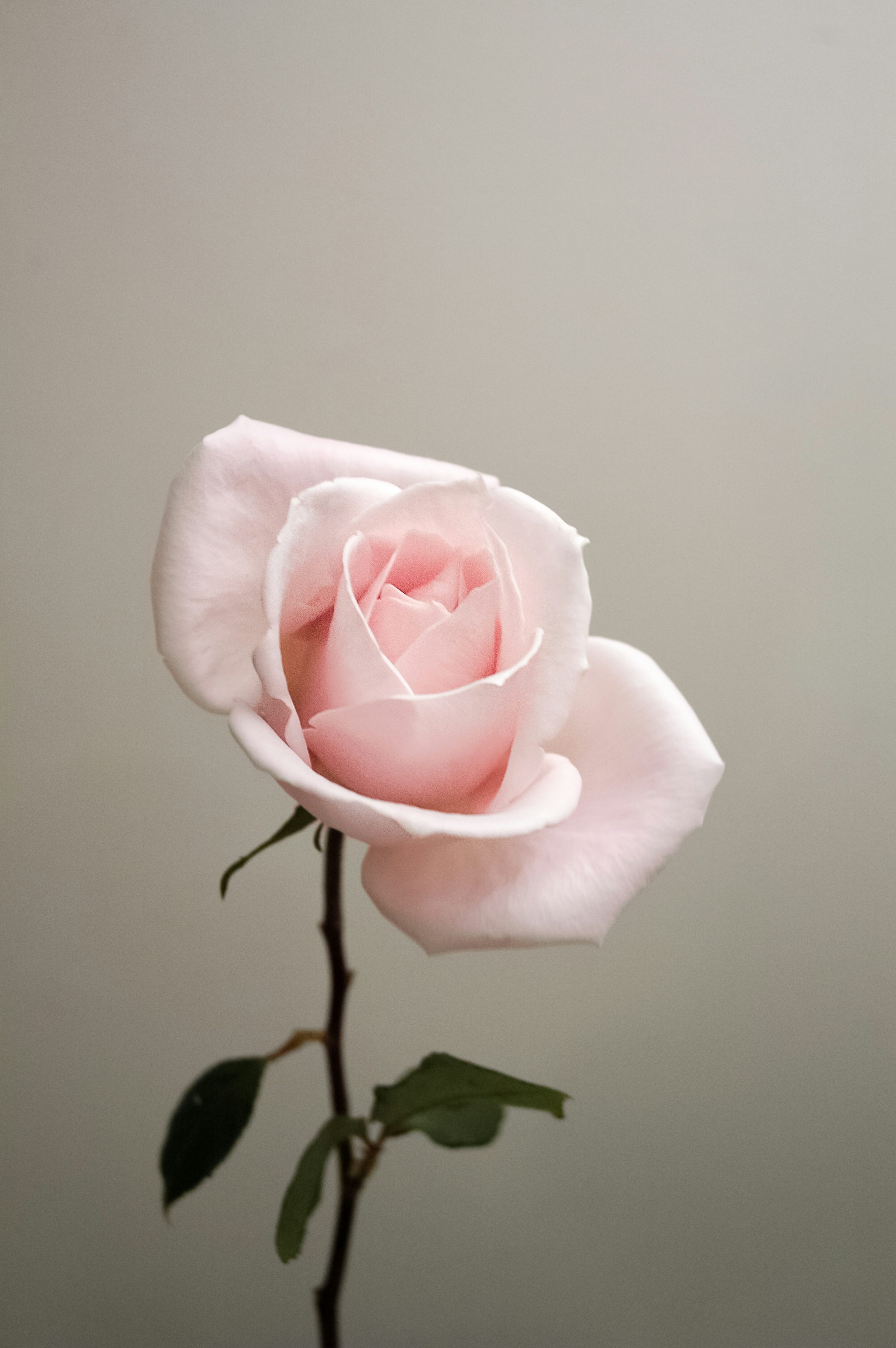Rose Picture [HD]. Download Free