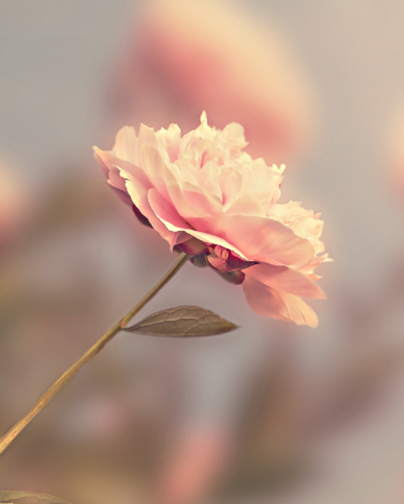 Judith Minnis Brock Obituary February