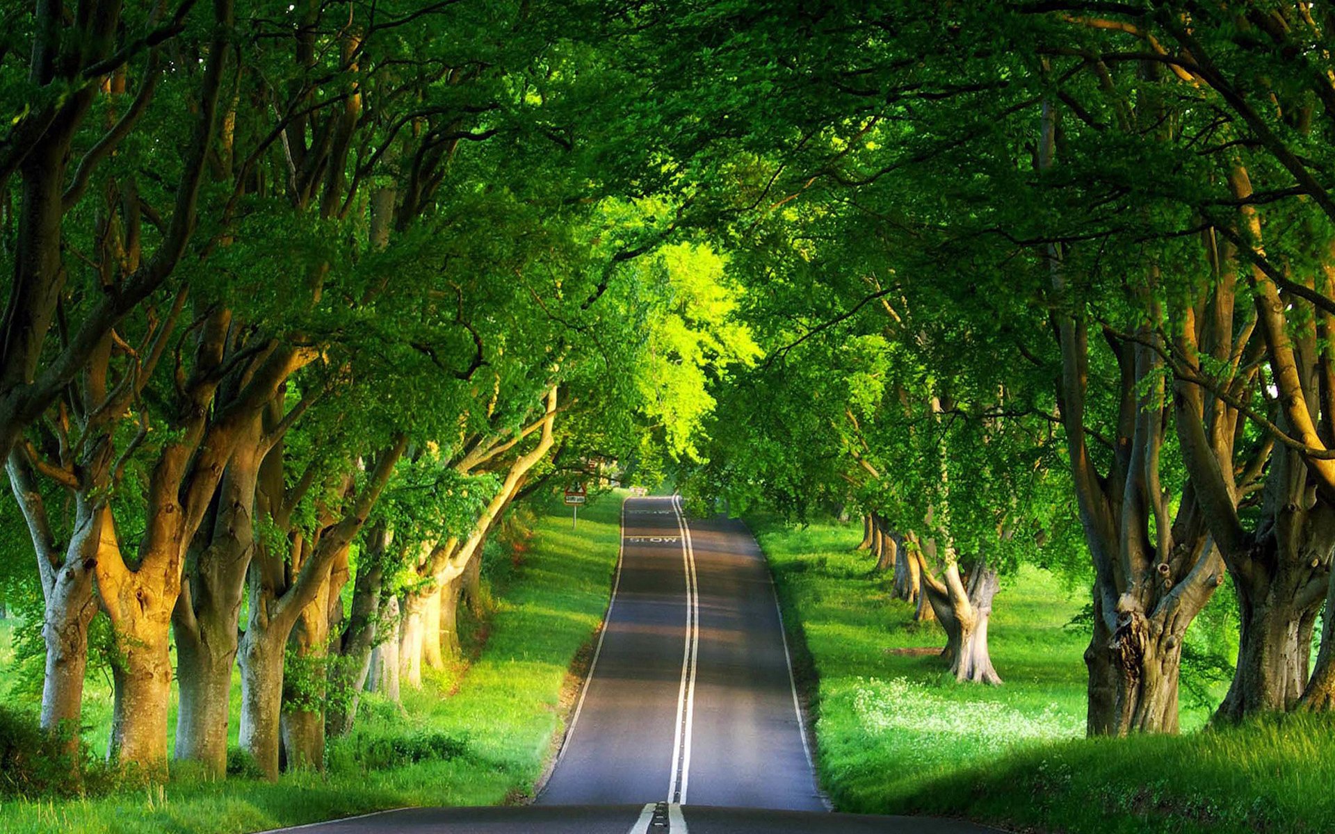 Summer Tree Man Made Road HD Wallpaper