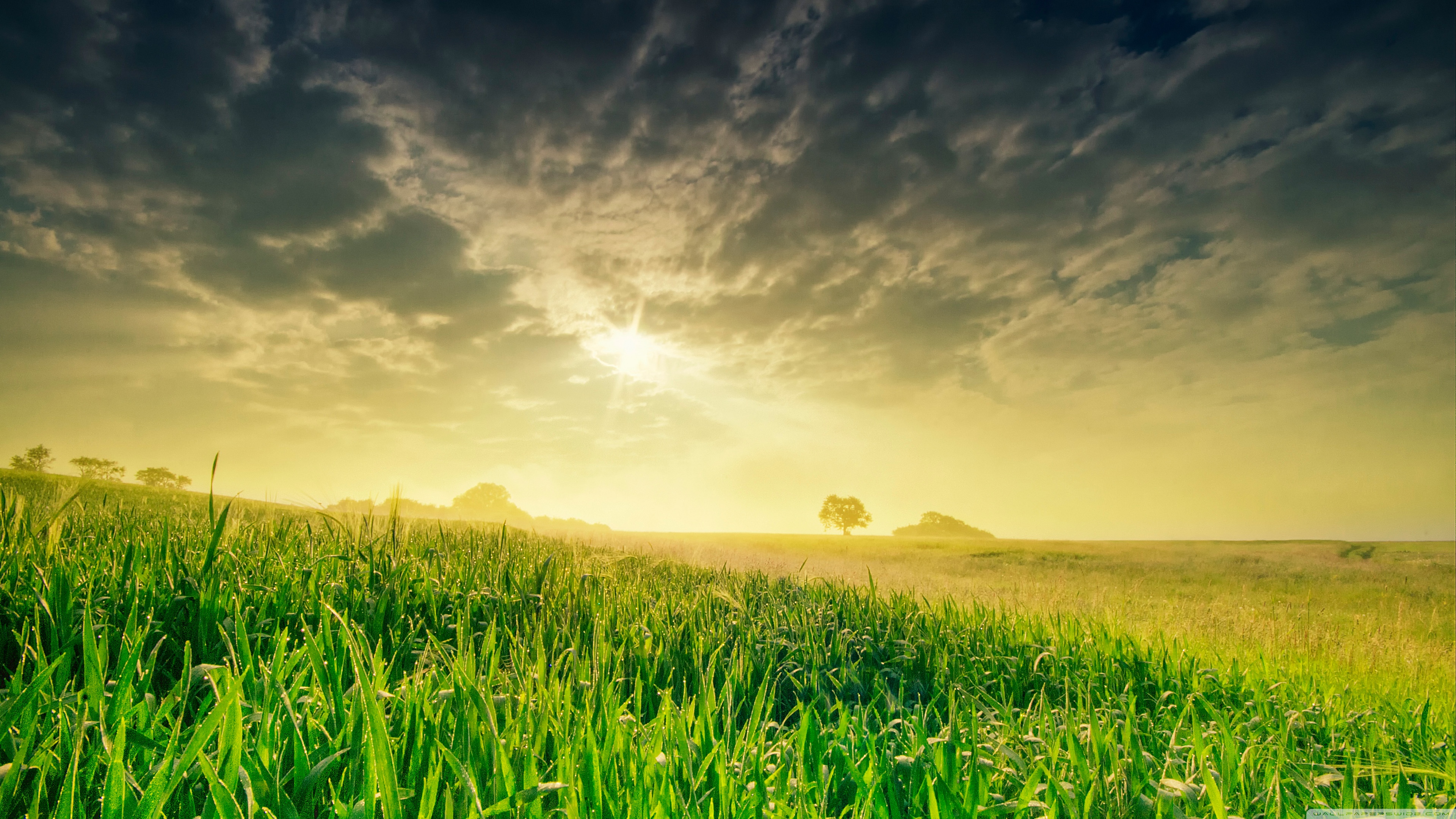 Morning 4K UHD Wallpaper