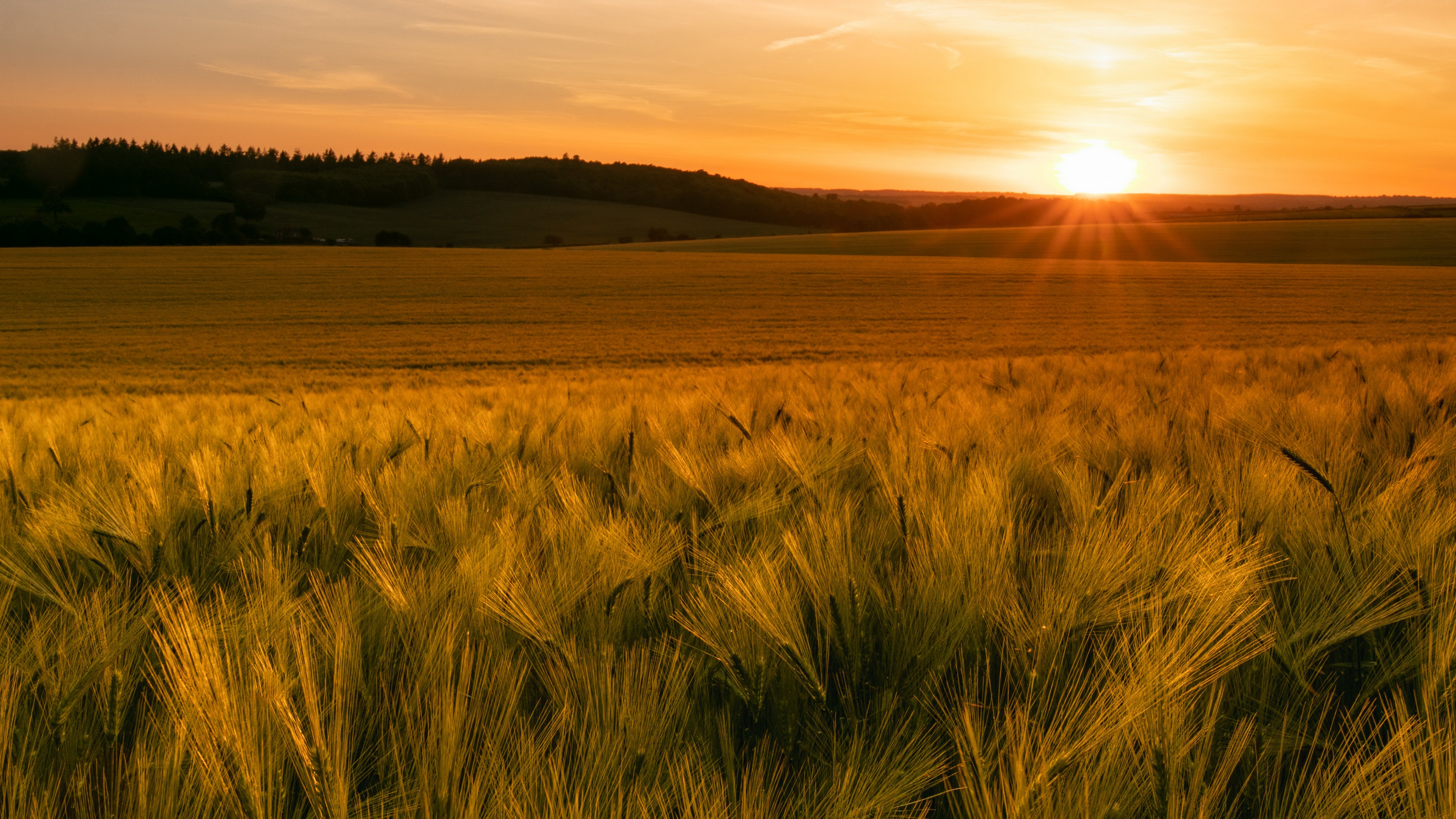 Sunset Summer Field 4k Ultra HD Wallpaper
