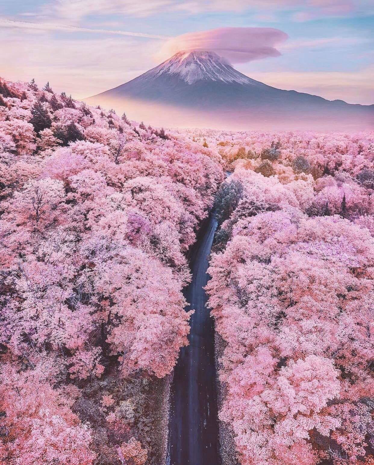 Cherry blossom Forrest Japan