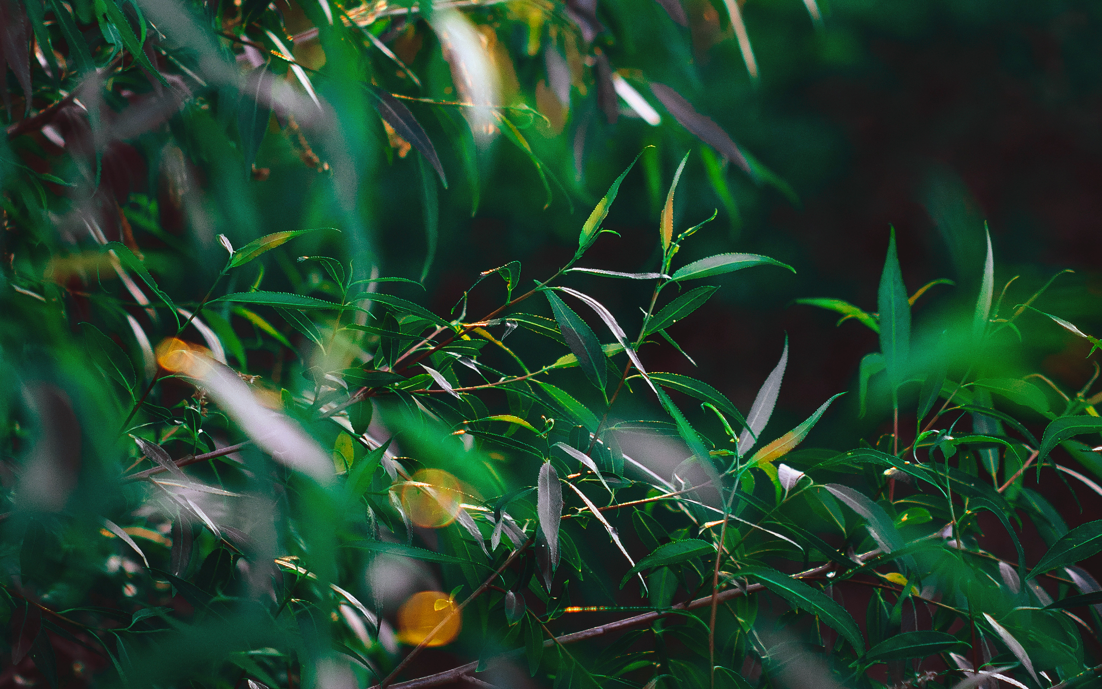 Leaf Green Bokeh Summer Nature Morning