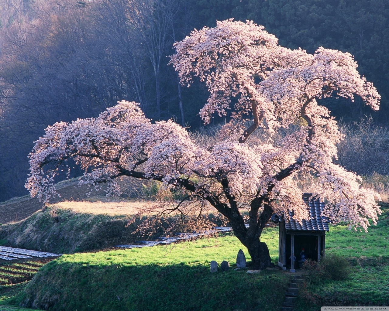 Spring in Japan 4K UHD Wallpaper