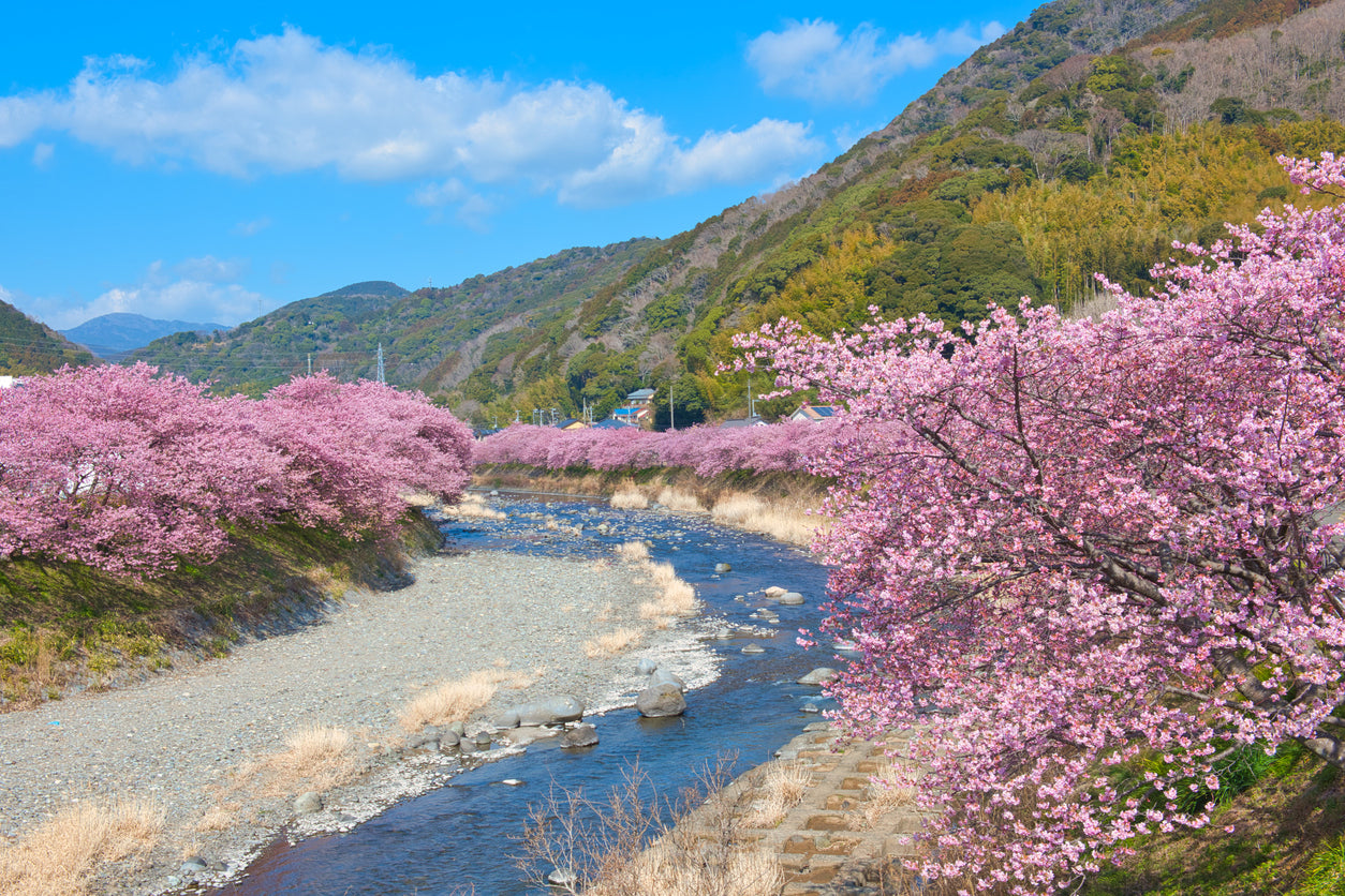 around Tokyo: Kawazu Cherry Blossoms