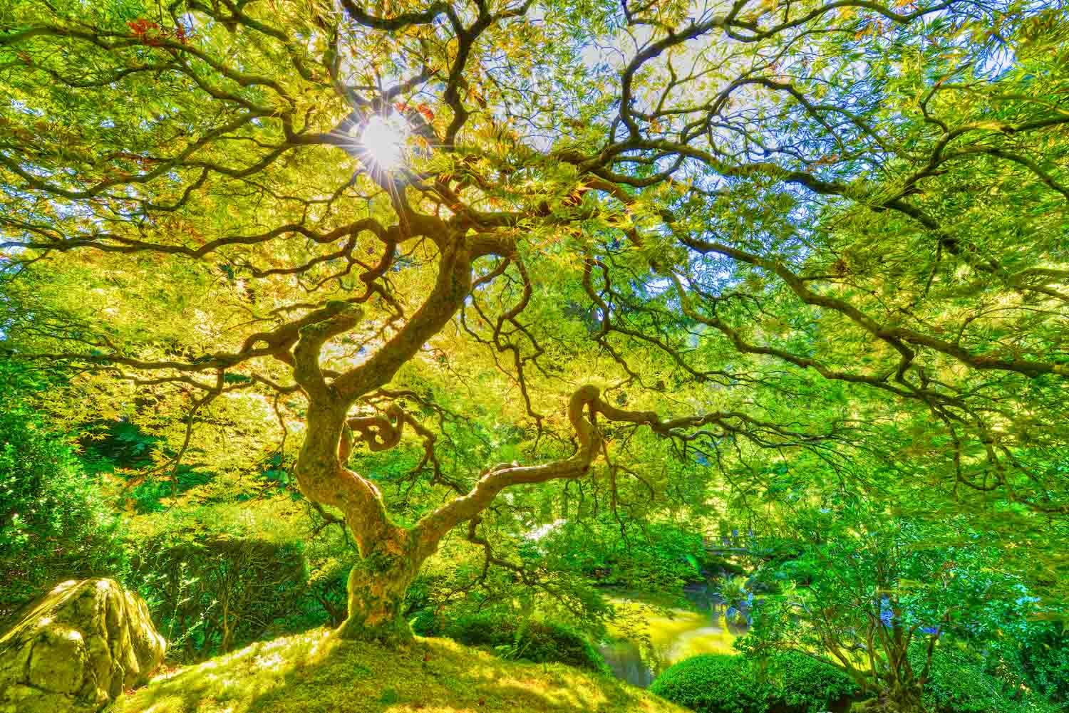 Japanese Maple Bonsai Tree in Spring