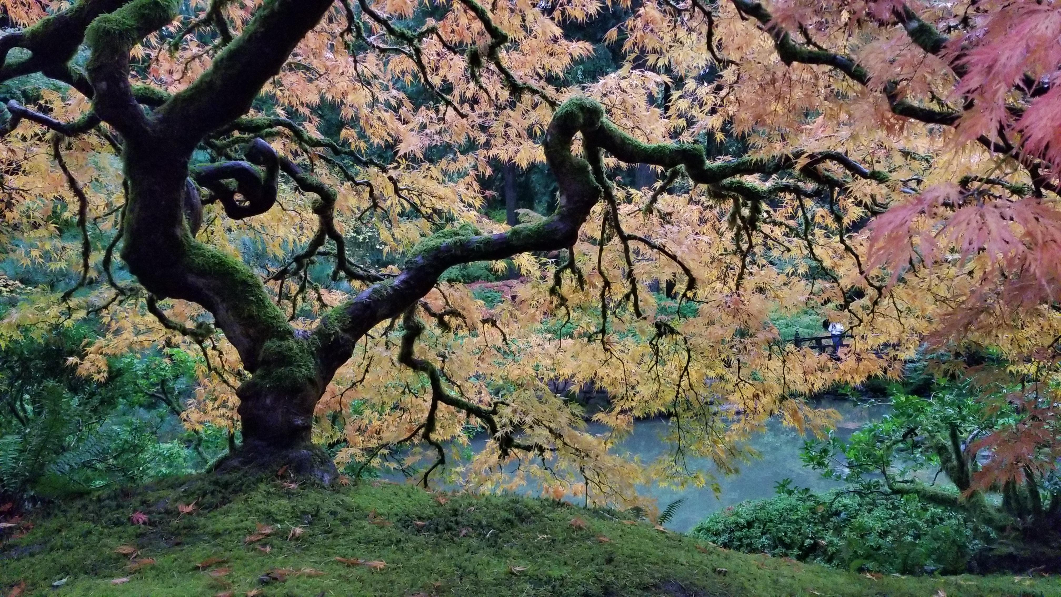 Peak fall colors at Portland Japanese