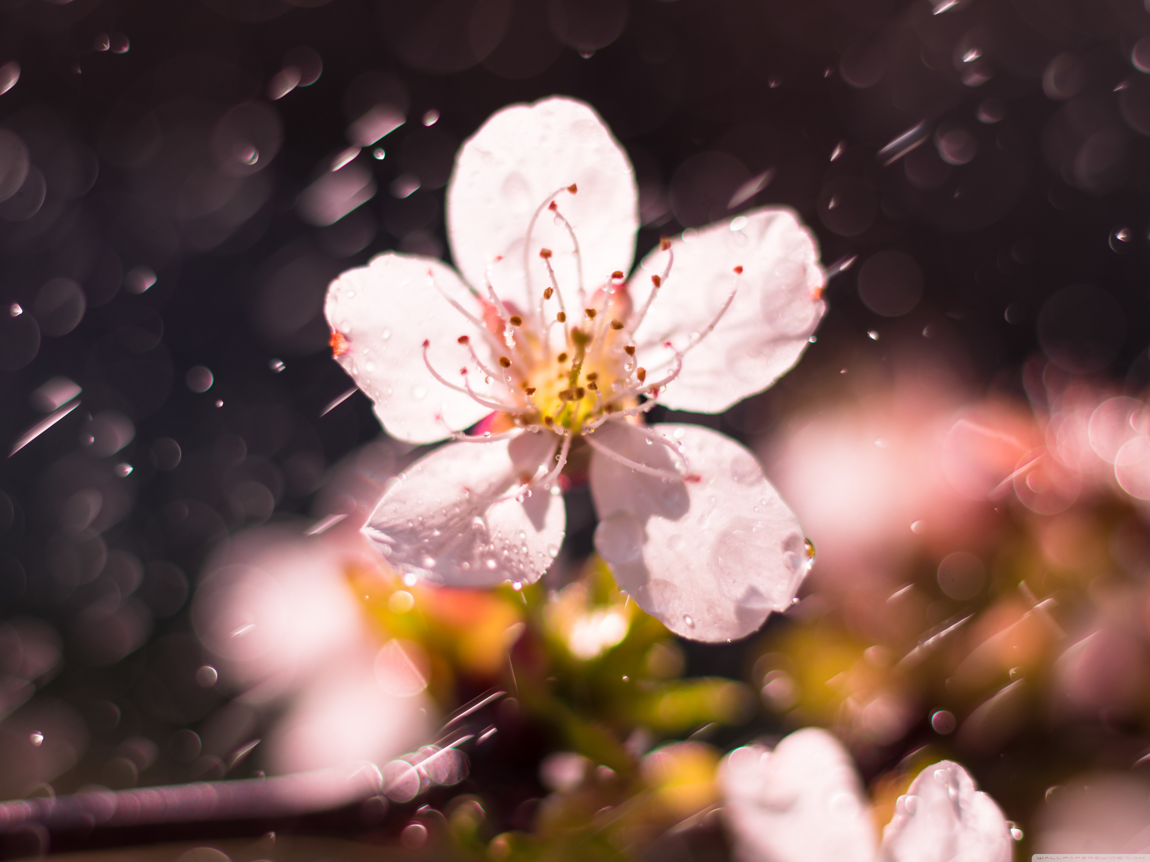 Cherry Blossom 4K UHD Wallpaper