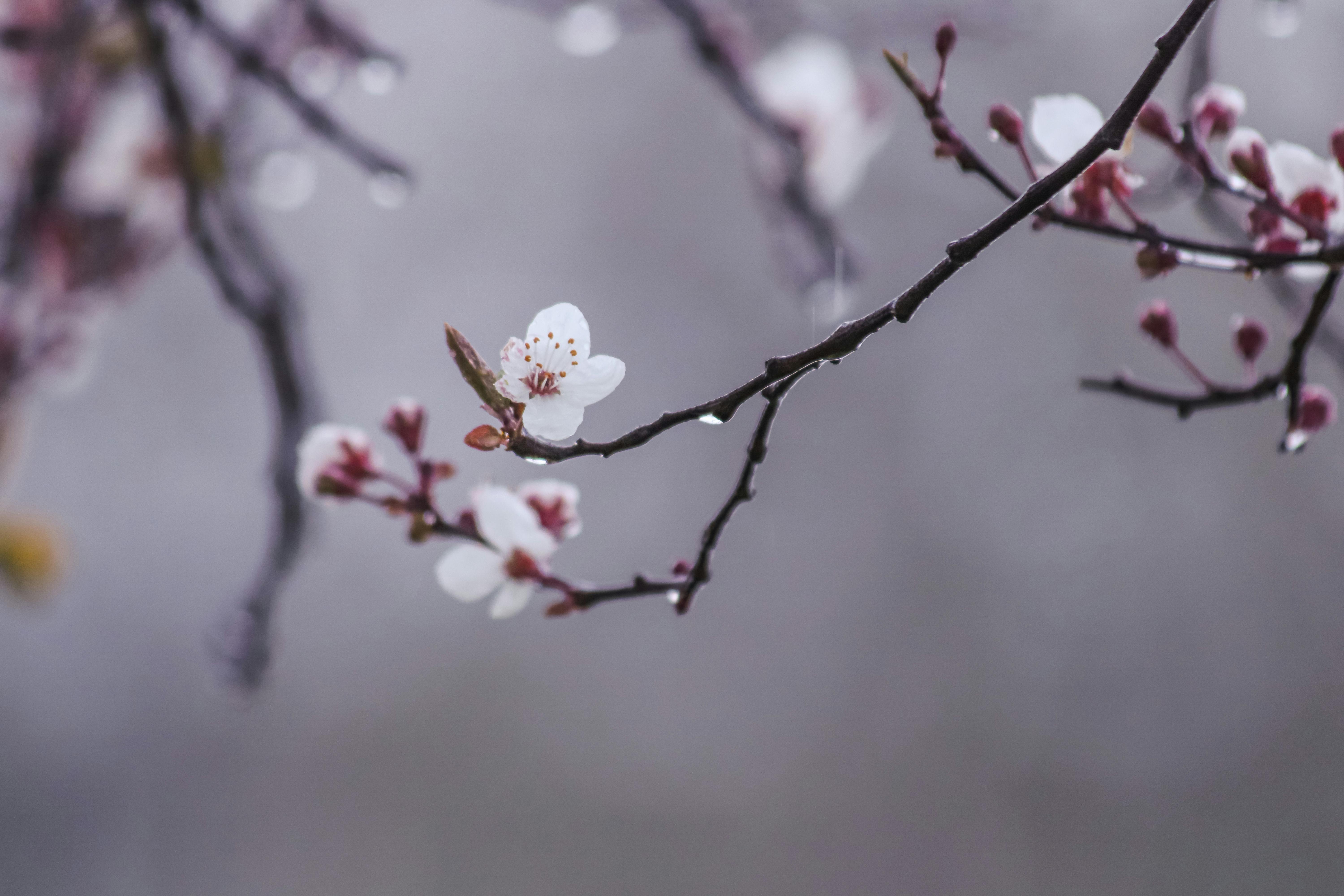 Cherry Blossom And Spring Rain Photo