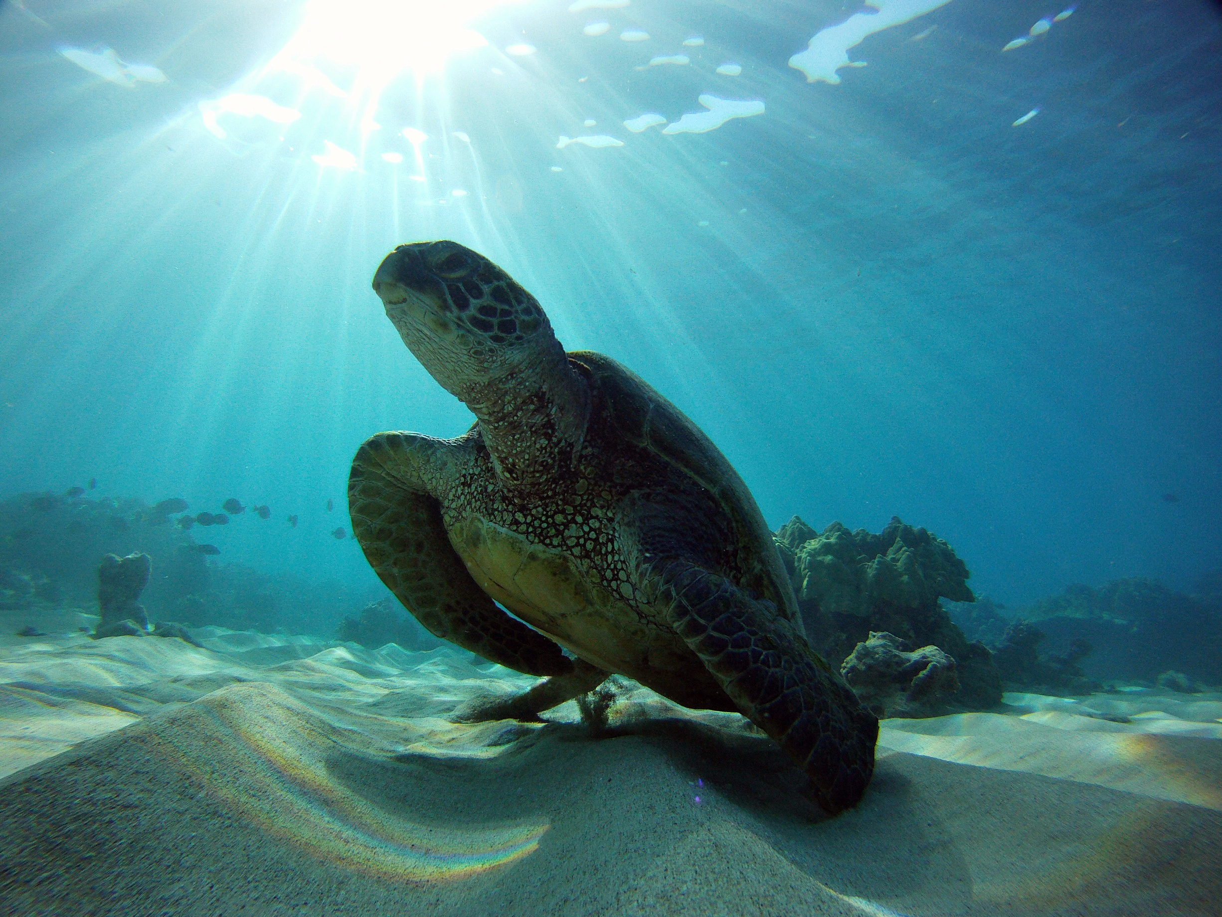 Sea Turtle Week 2021