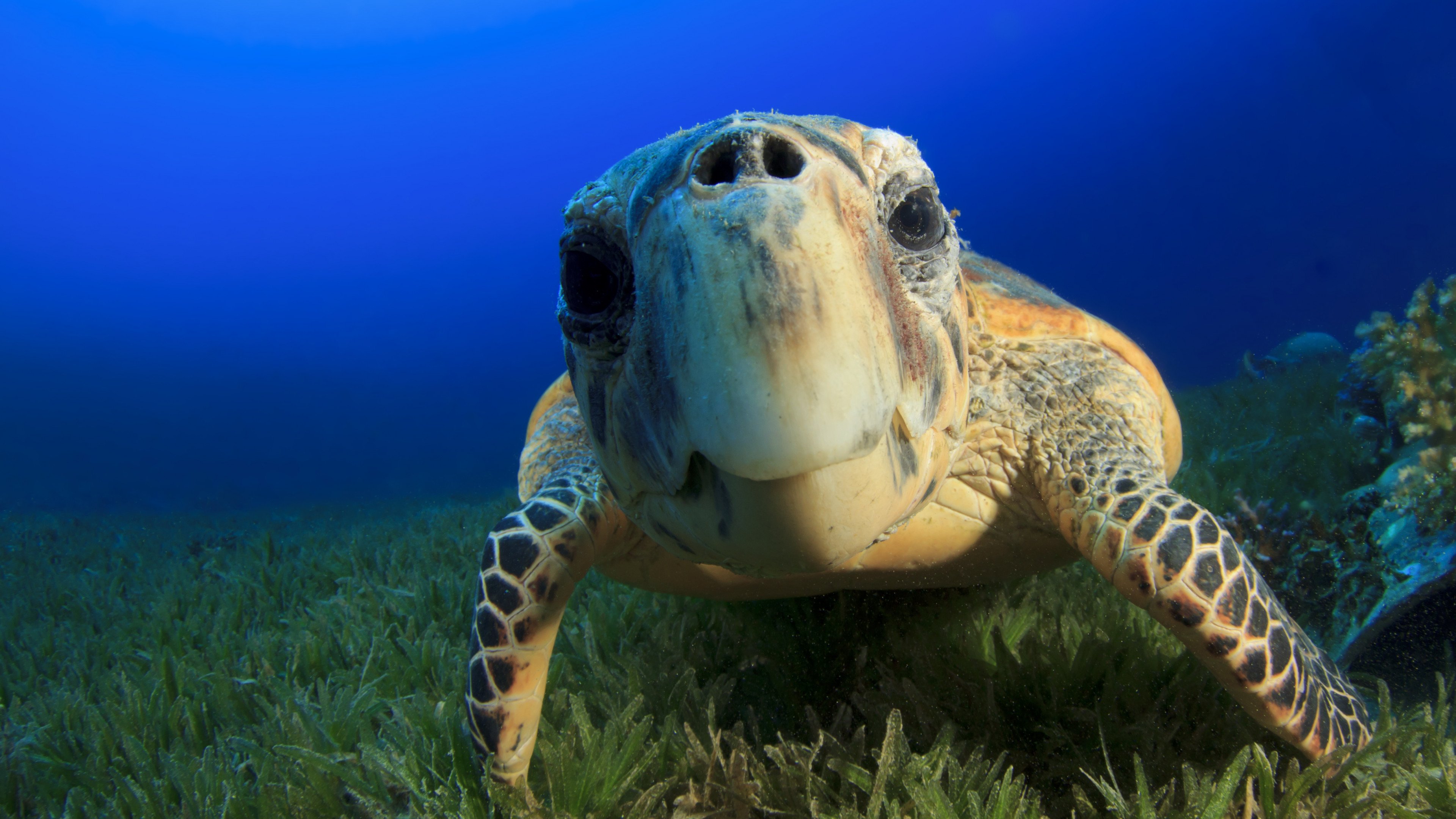 Hawksbill Sea Turtle Wallpaper 4k for Desktop