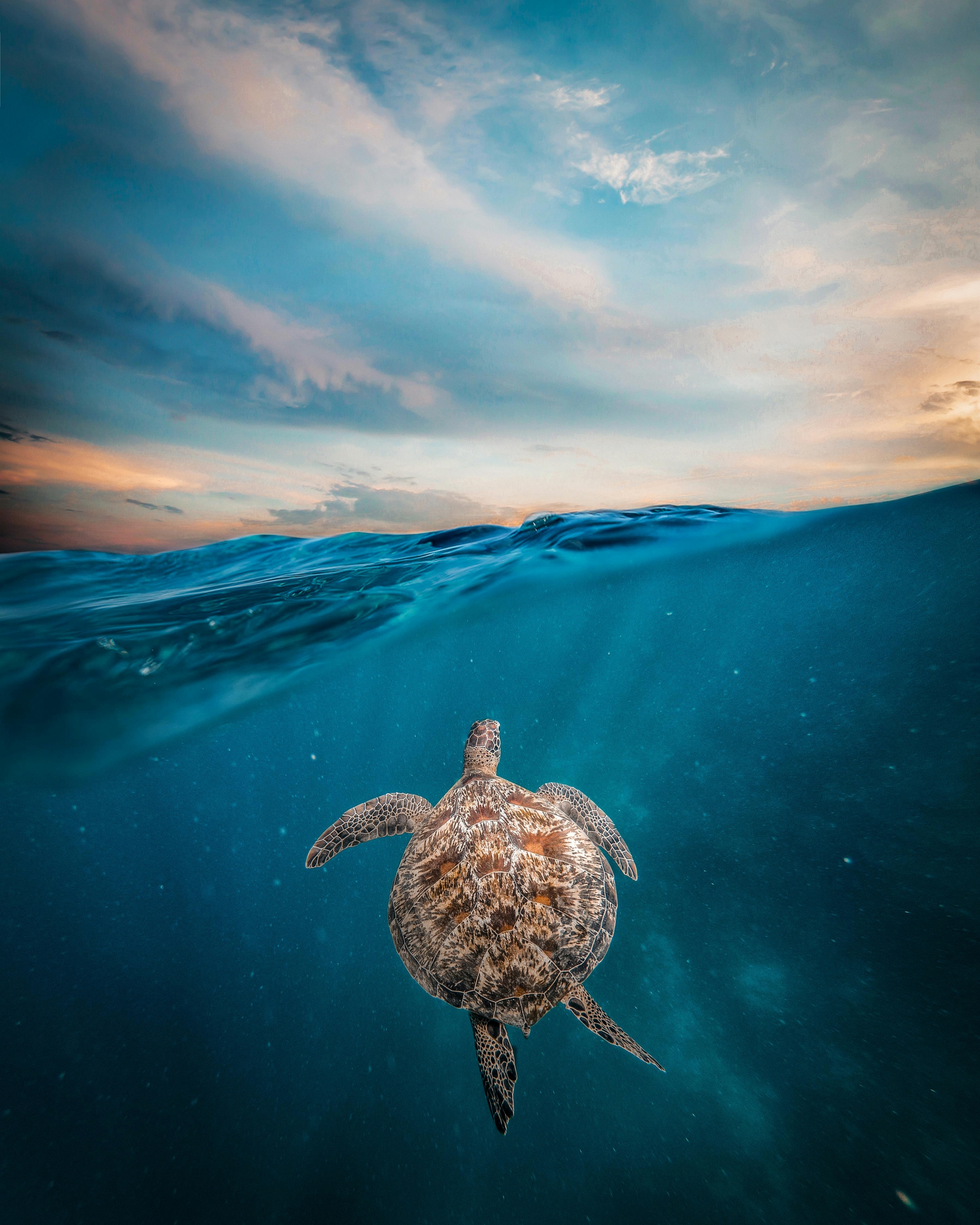 Turtle Swimming Underwater 4K