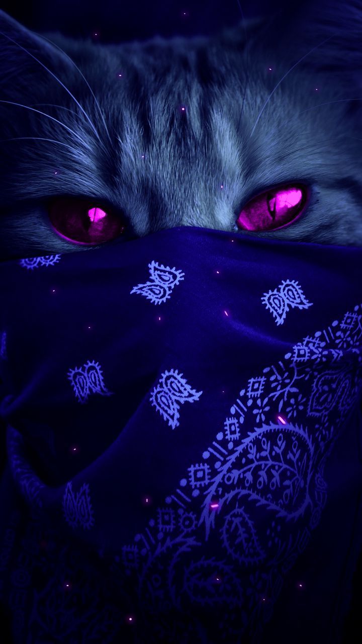 background desktop, HD wallpaper cat