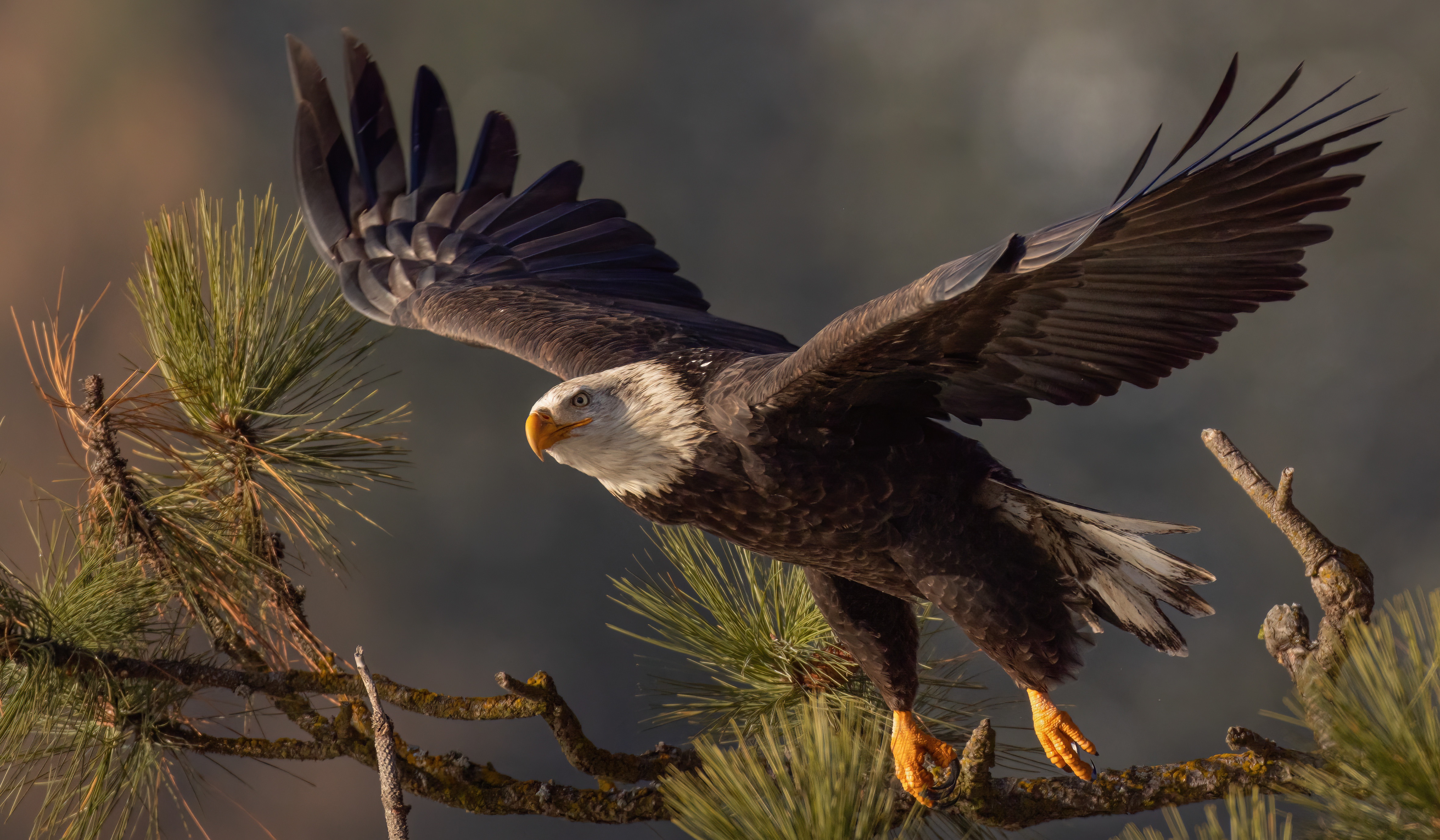Animal Bald Eagle 4k Ultra HD Wallpaper