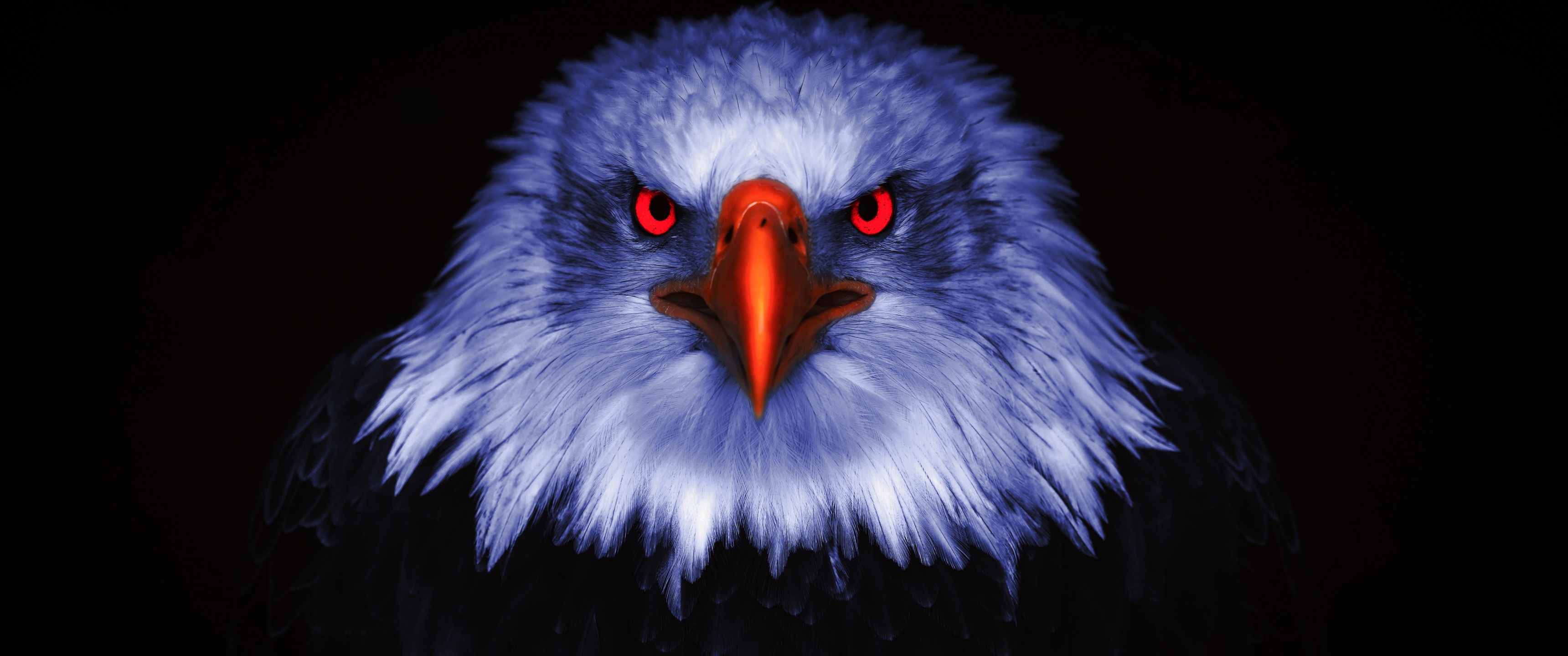 Eagle Wallpaper 4K, Bird of prey