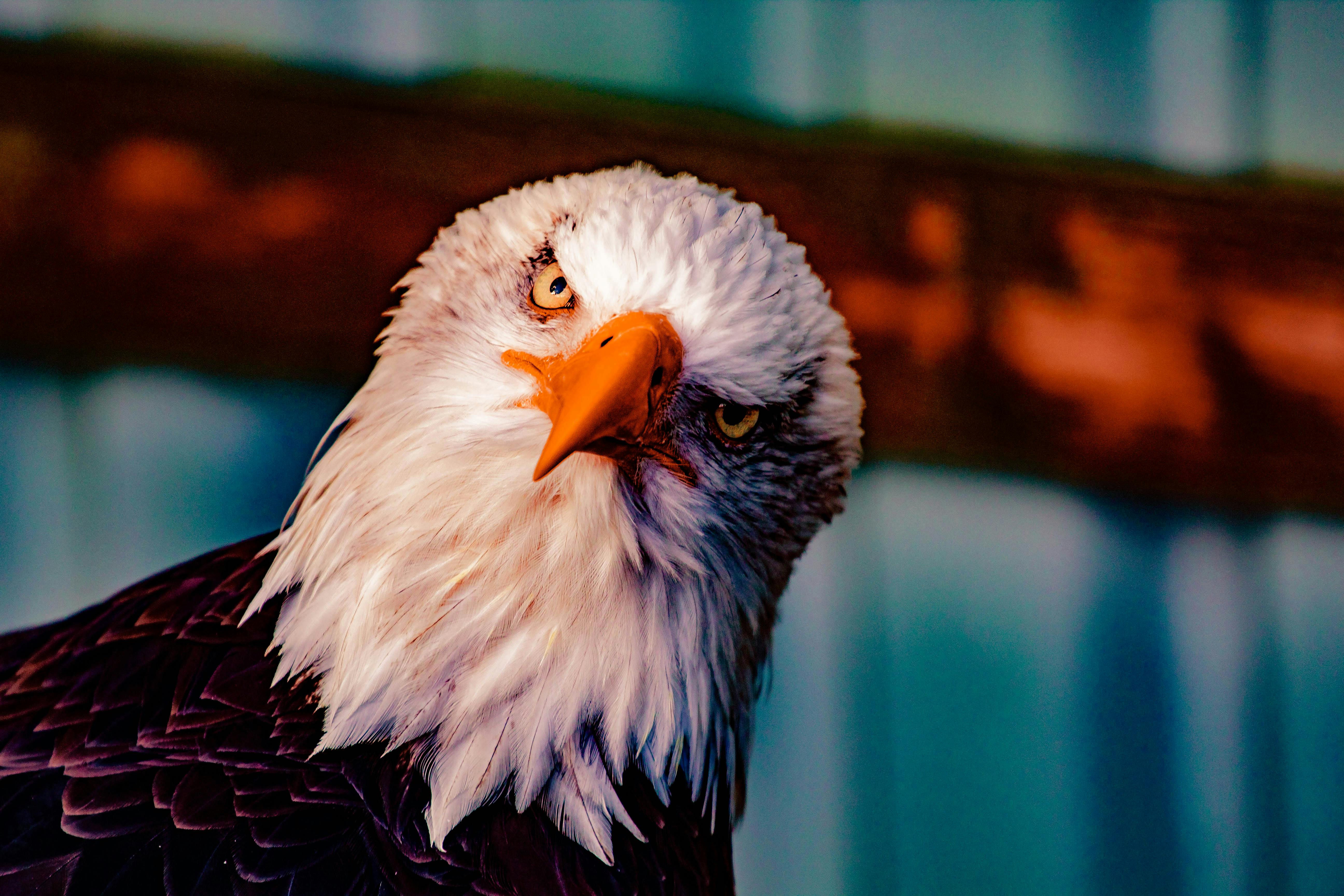 Bald Eagle Head · Free