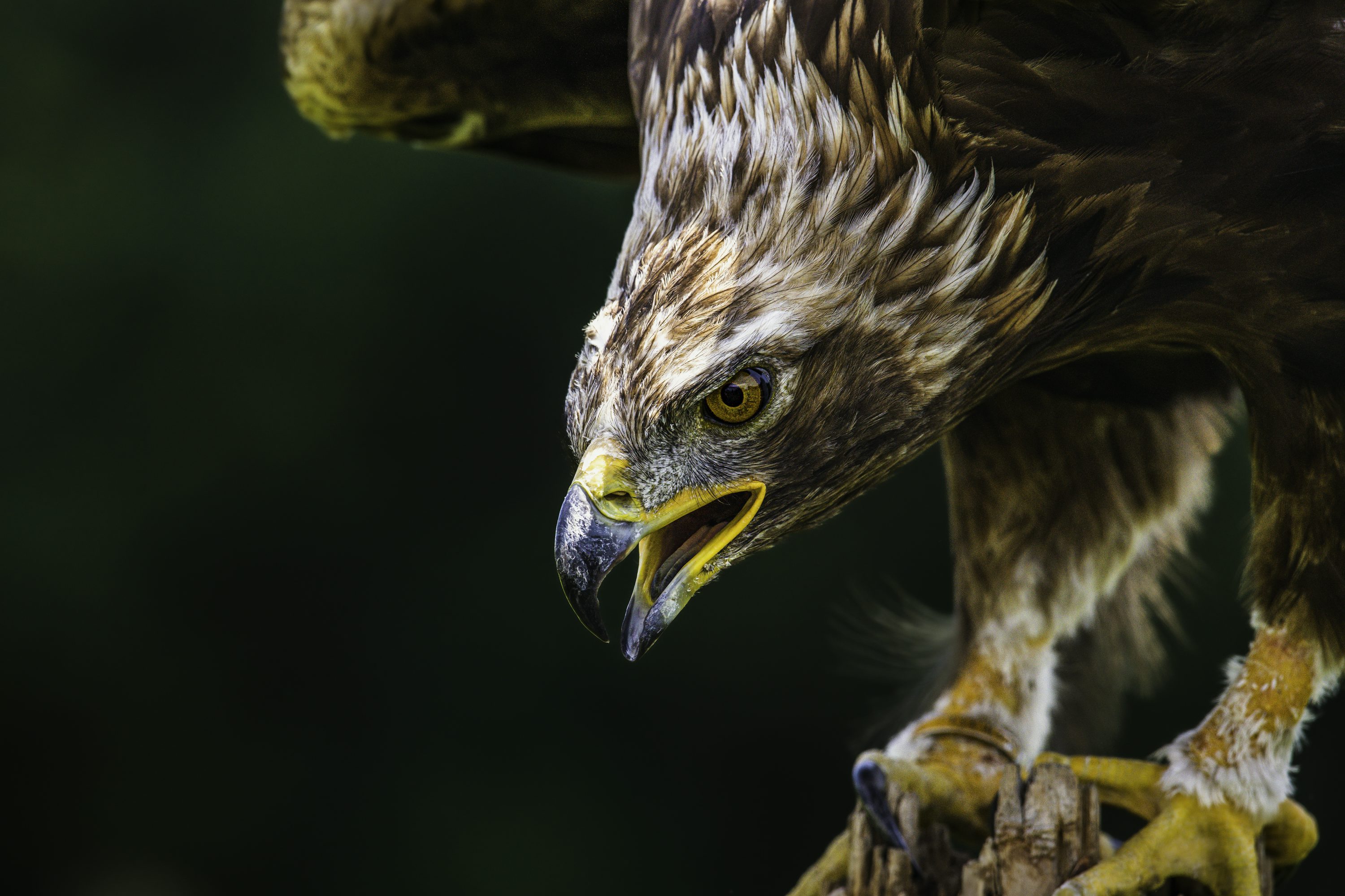 Golden Eagle Picture HD