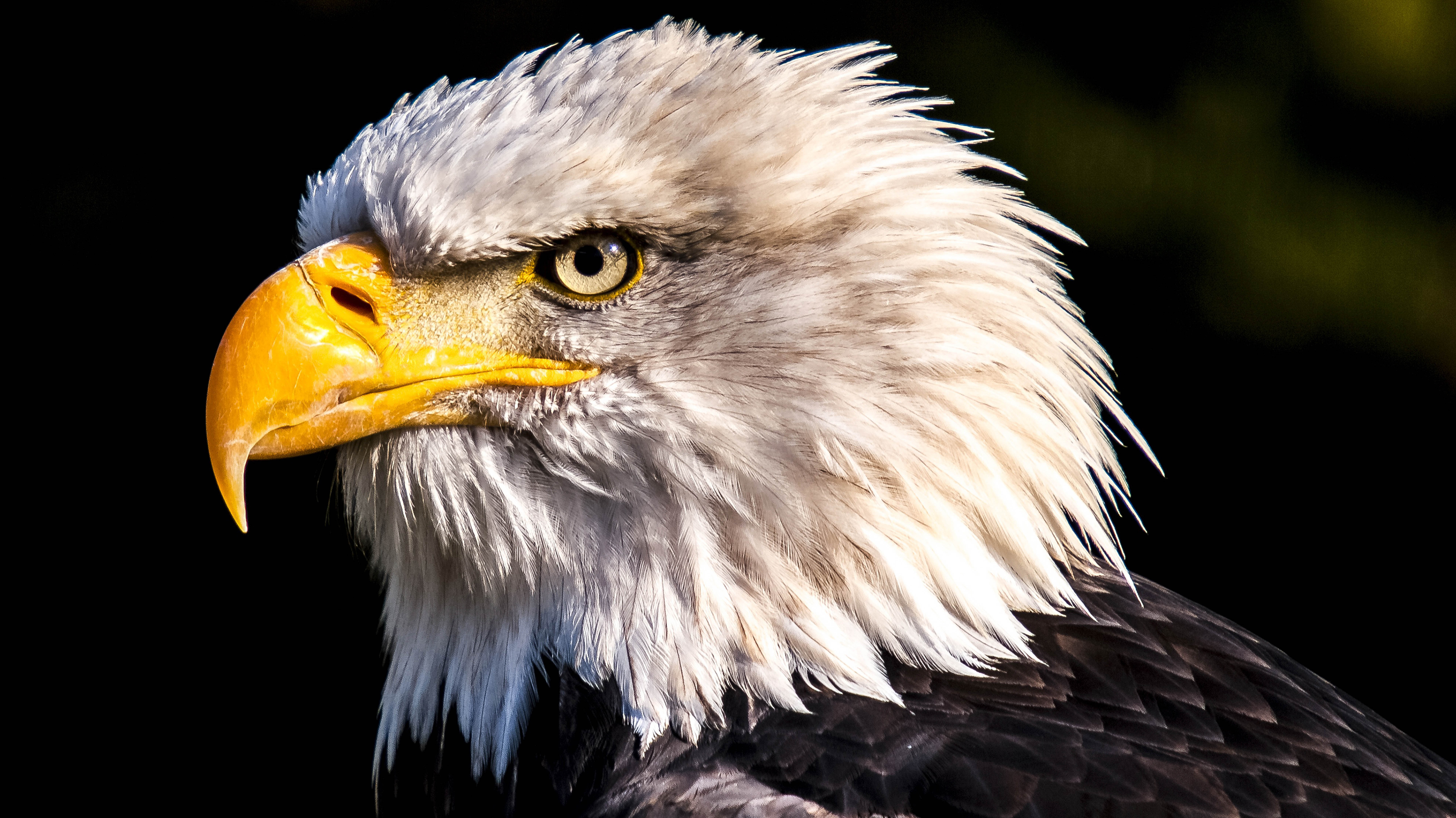 Amazing Eagle Wallpaper