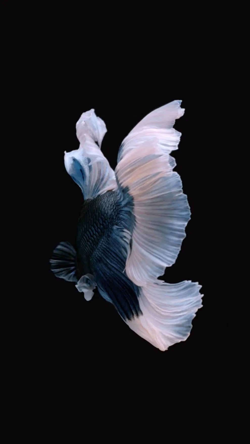 How to Get Apple's Live Fish Wallpaper