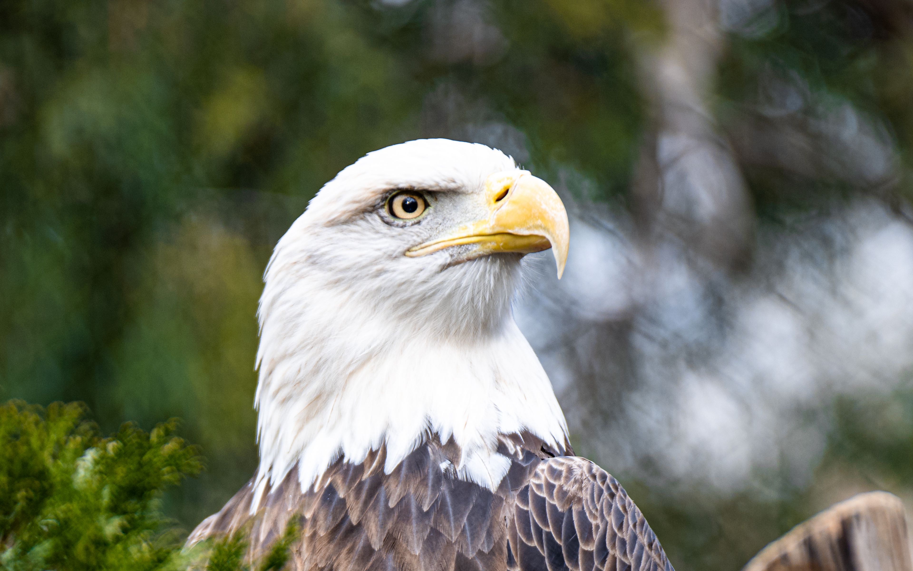 Eagle Wallpaper 4k for Desktop