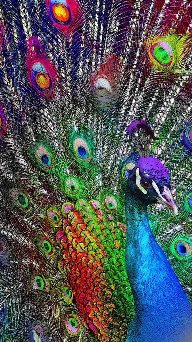 Peacock Wallpaper