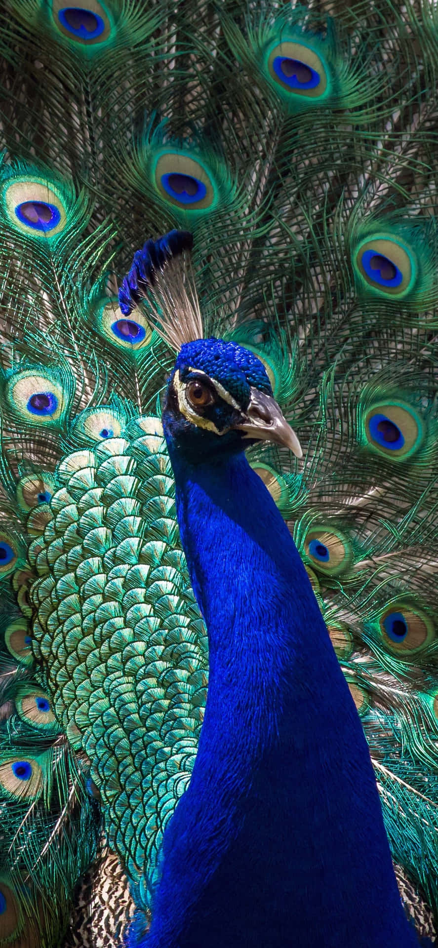 Download Peacock Bird iPhone