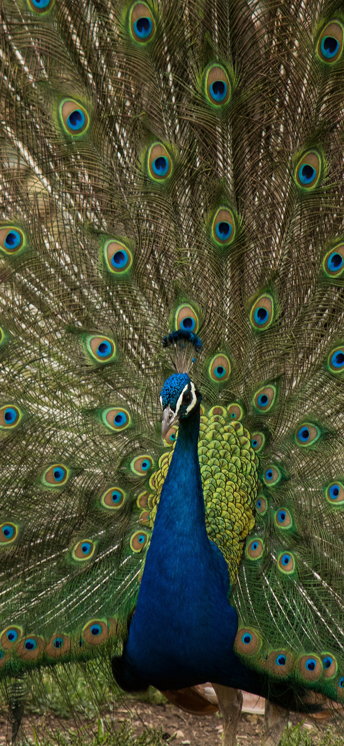 Peacock Animal Beautiful Nature