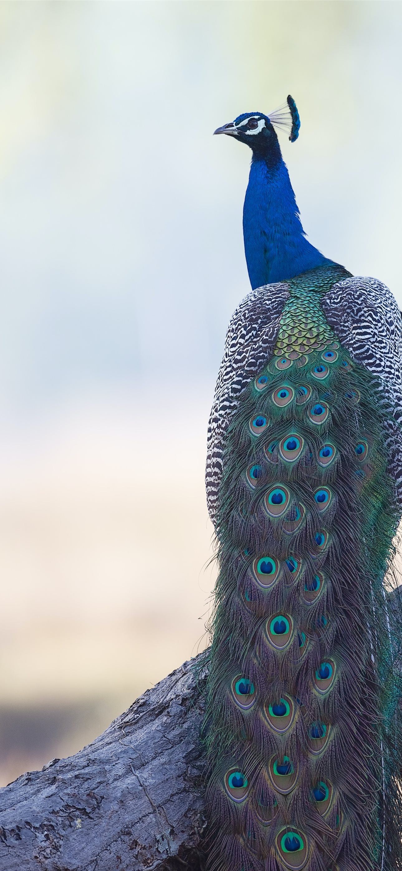 green peacock iPhone Wallpaper