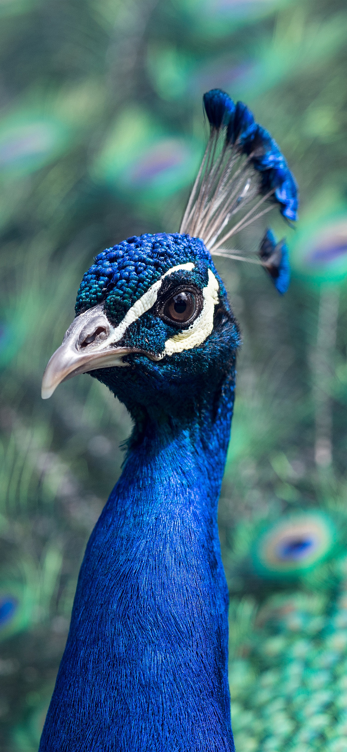 Peacock Animal Bird Nature Blue