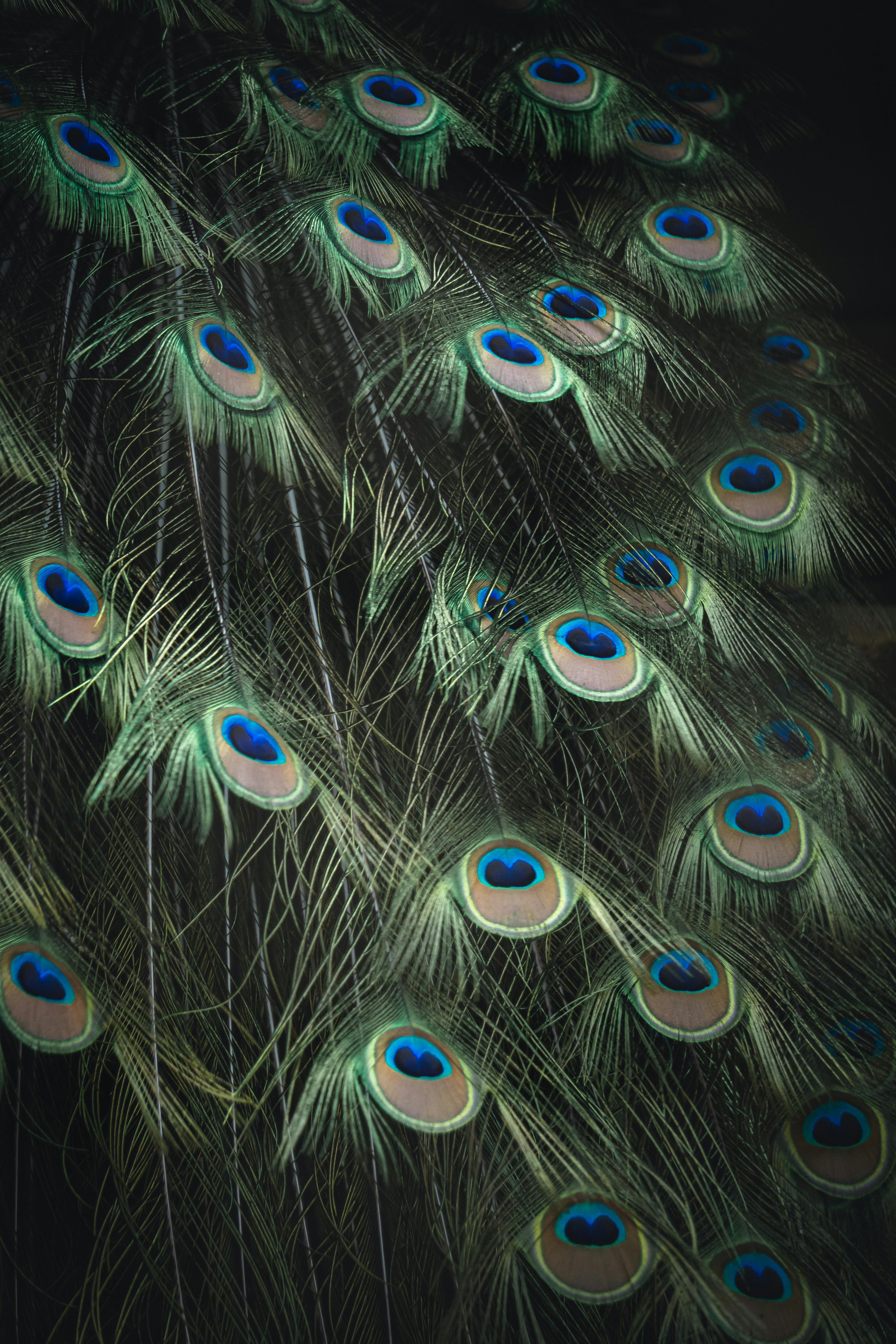 4k Wallpaper Peacock Feather Photo