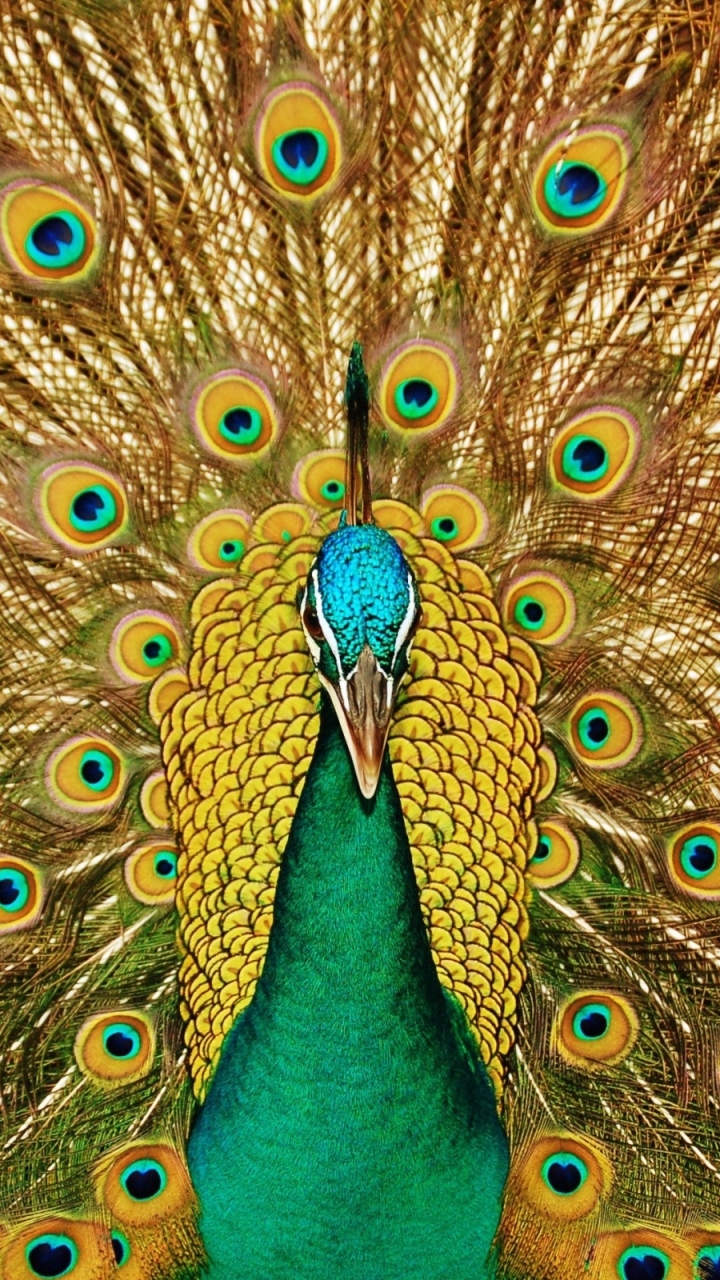 Peacock iPhone Wallpaper