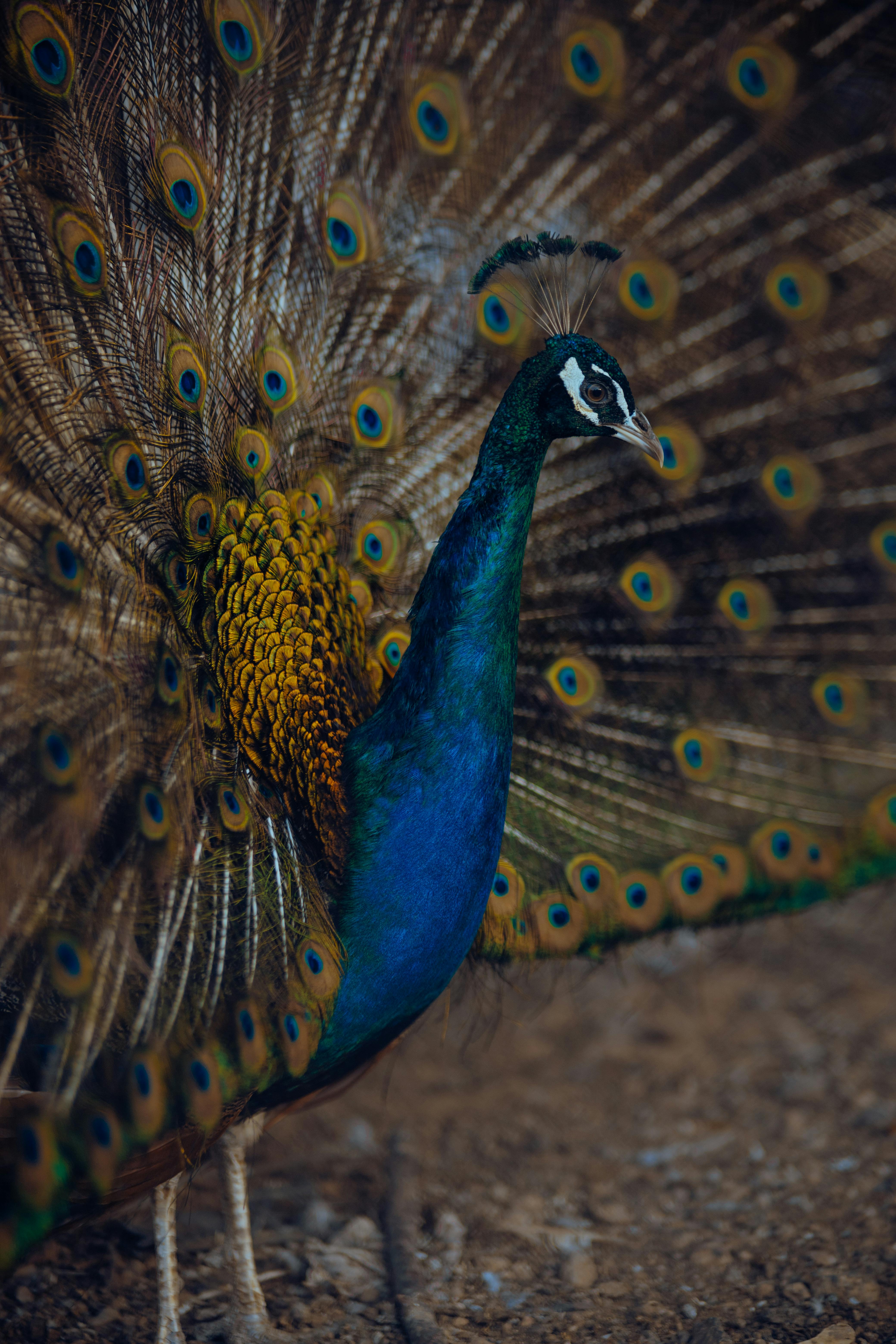 Close up of Peacock · Free