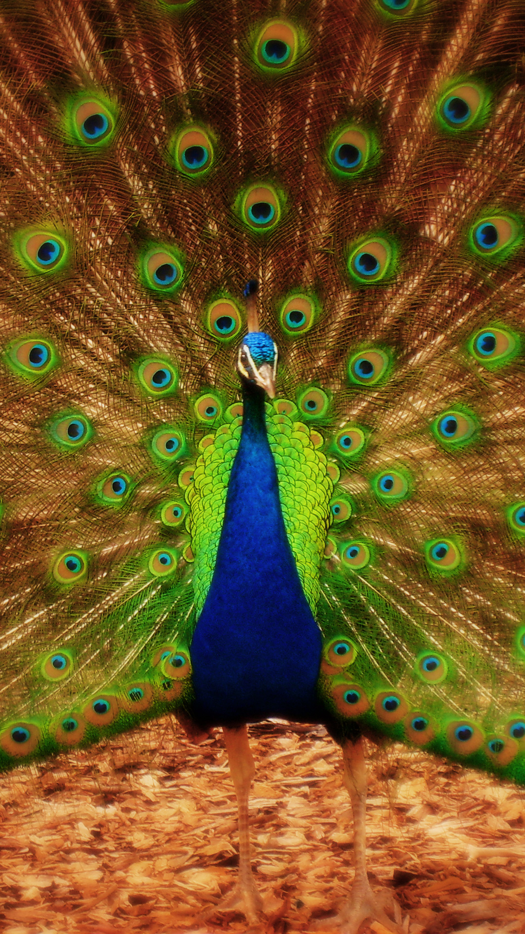 iPhone Wallpaper, Background