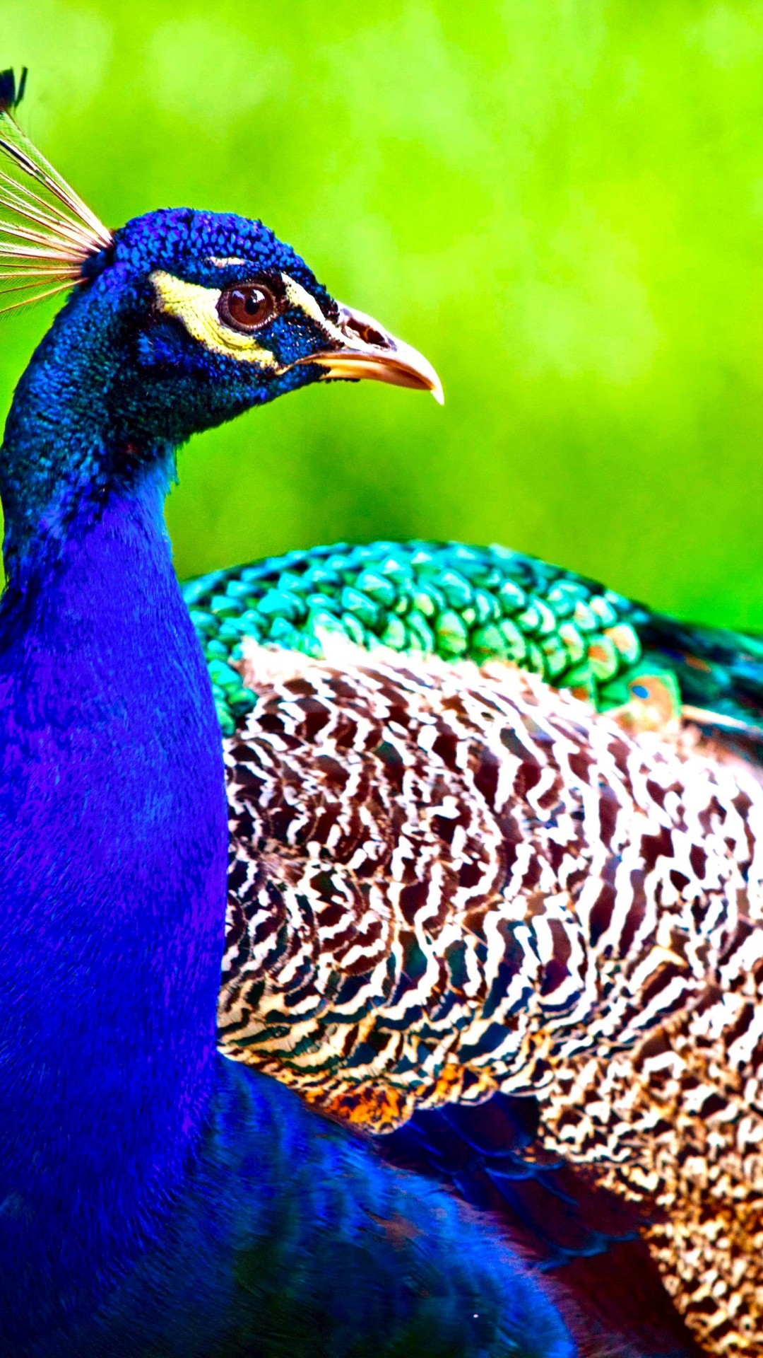 Colorful Peacock Animal Wallpaper 626