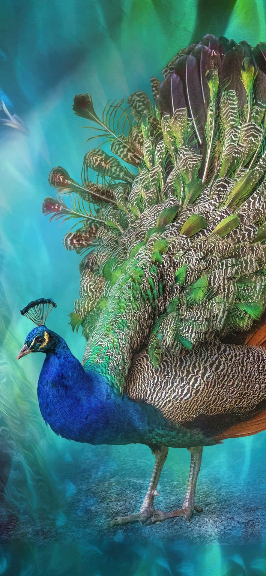 Download Majestic Peacock Display