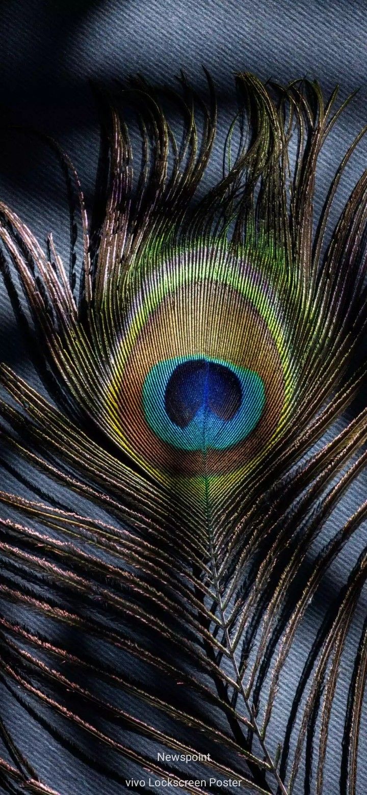 Feather wallpaper, Peacock wallpaper