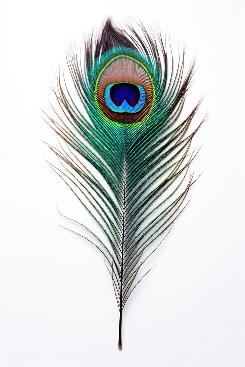 Peacock Single Feather HD Photo Image